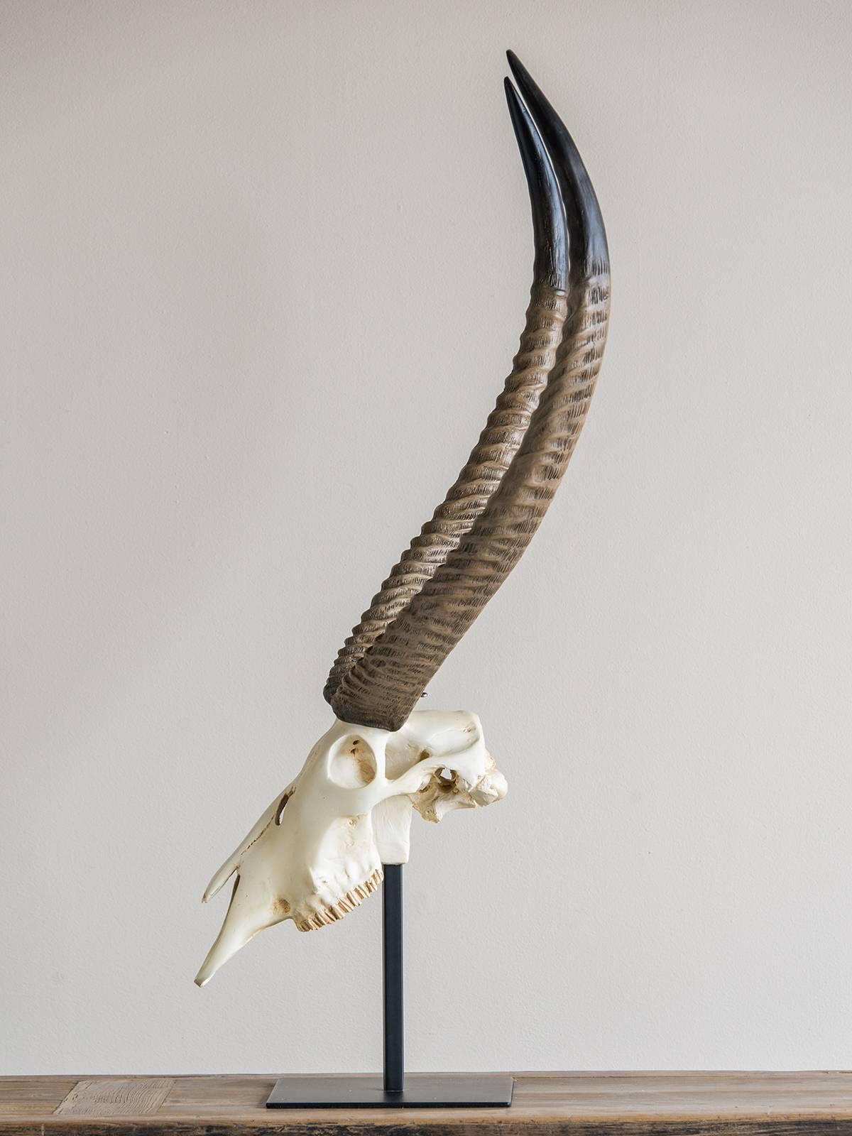 skull antelope