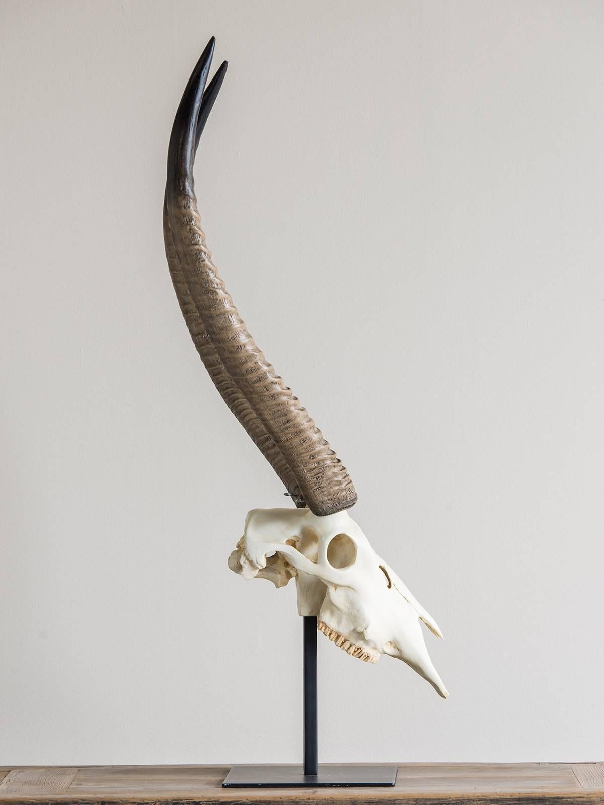 20th Century Vintage French Cast Resin Antelope Skull and Horn Model