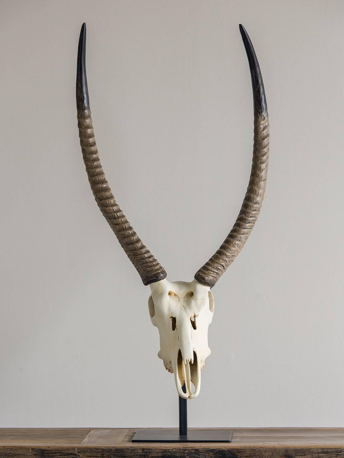 Organic Modern Vintage French Cast Resin Antelope Skull and Horn Model