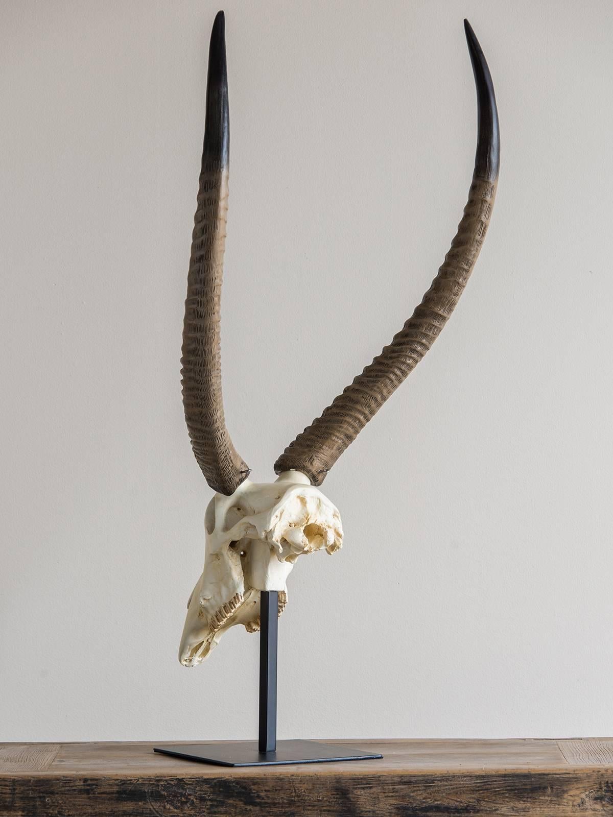 antelope skulls