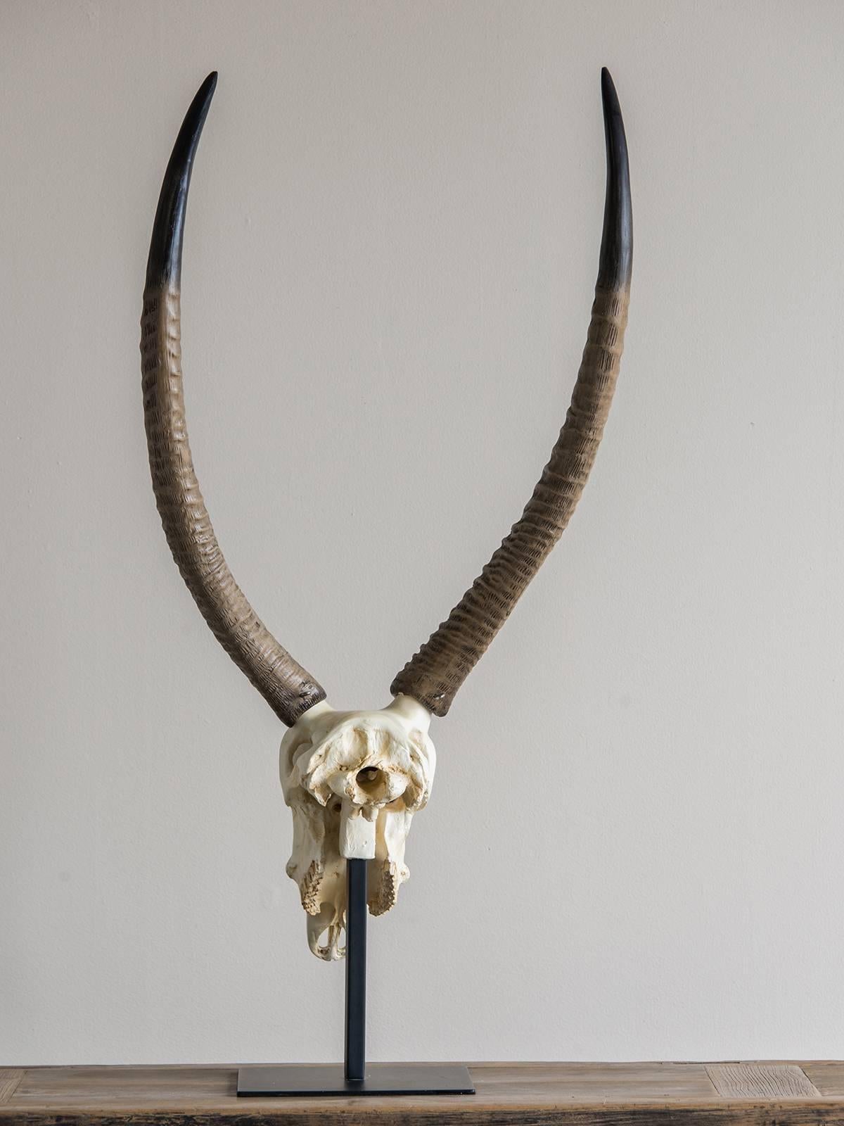 Vintage French Cast Resin Antelope Skull and Horn Model 1