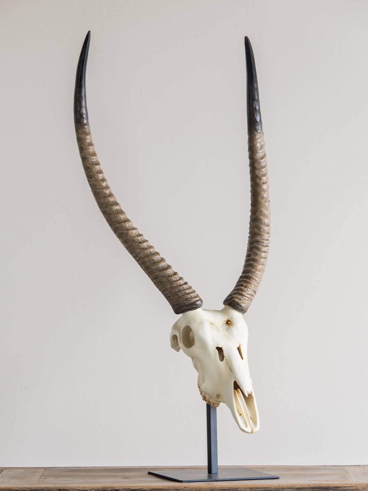 Vintage French Cast Resin Antelope Skull and Horn Model In Excellent Condition In Houston, TX