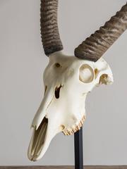 Vintage French Cast Resin Antelope Skull and Horn Model