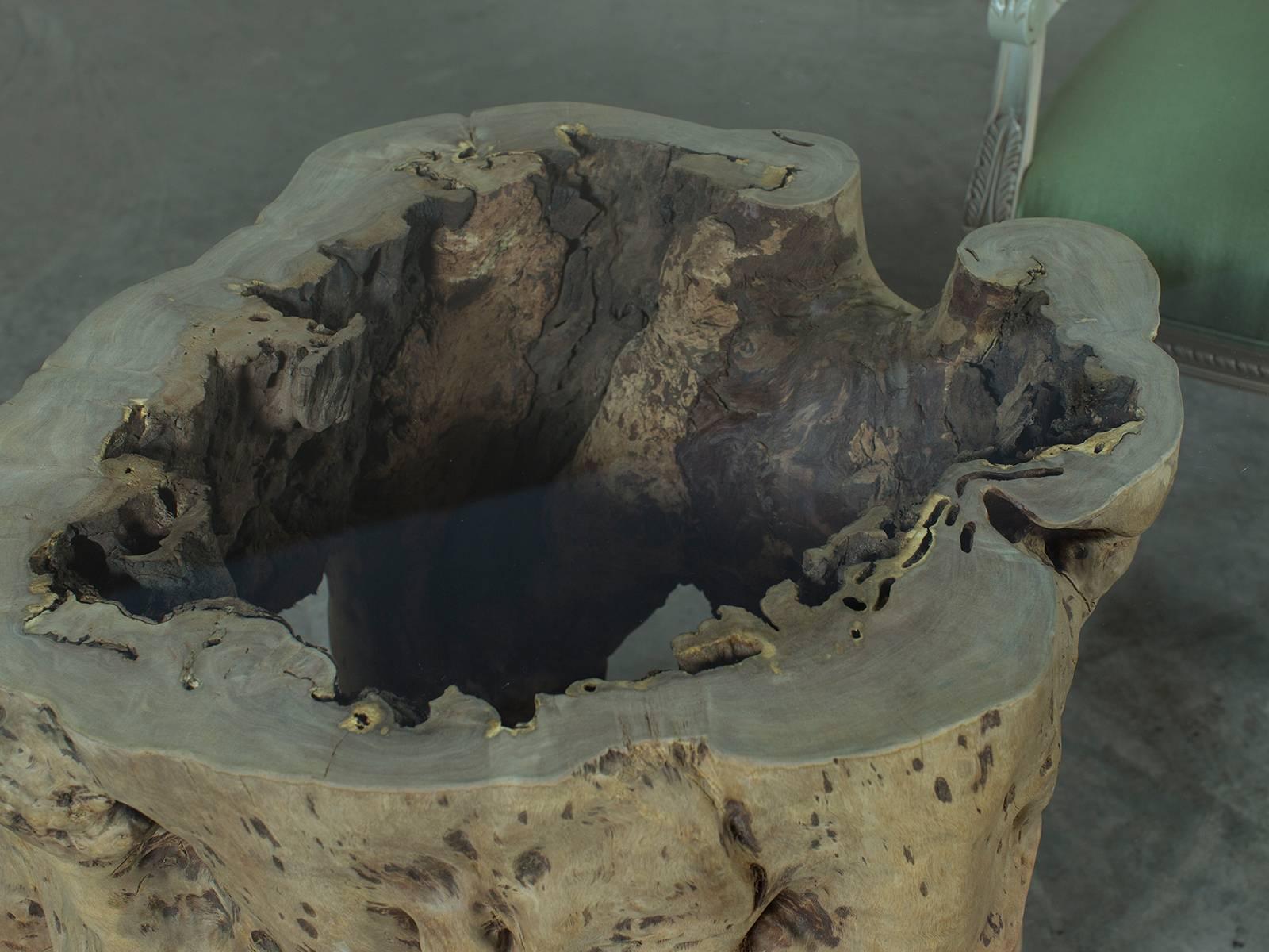 tree trunk glass table