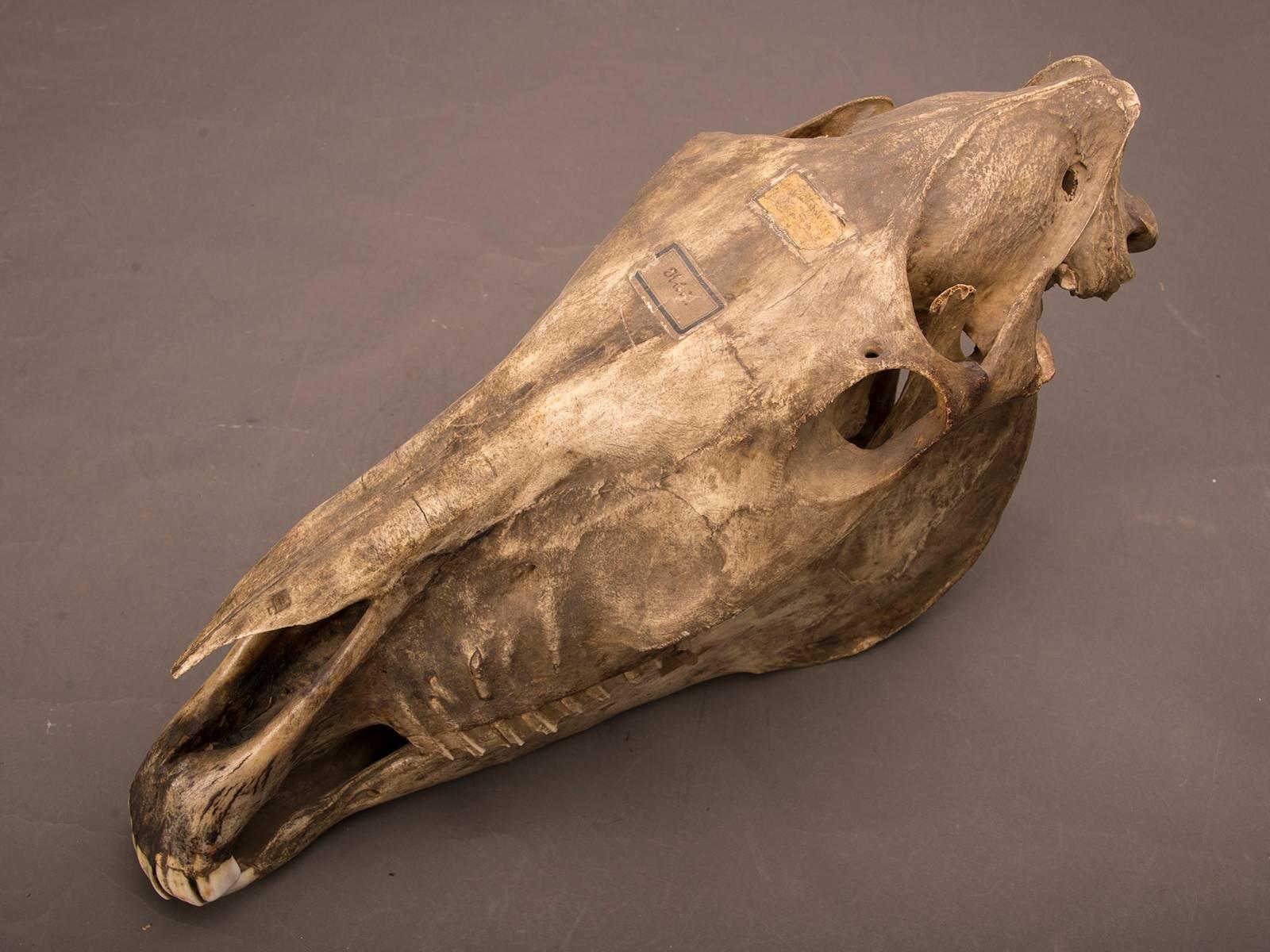 An entire and fully intact horse skull from a 19th century Belgian naturalist's collection, circa 1885. The interest in classifying and collecting specimens from the natural world reached its apogee in the 19th century. This desire to display one's