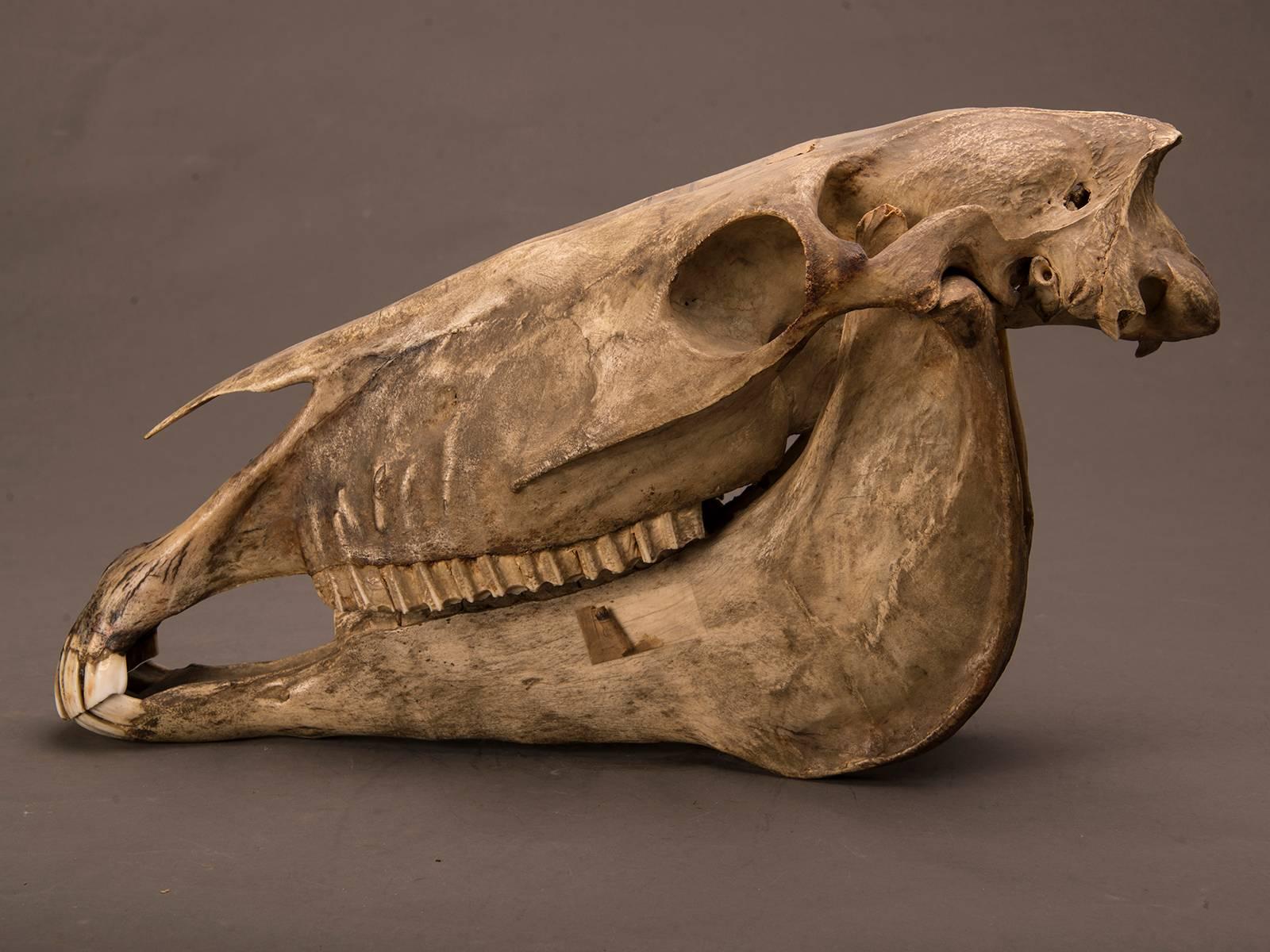 Organic Modern Entire Horse Skull from a Private Belgian Naturalist's Collection, circa 1885