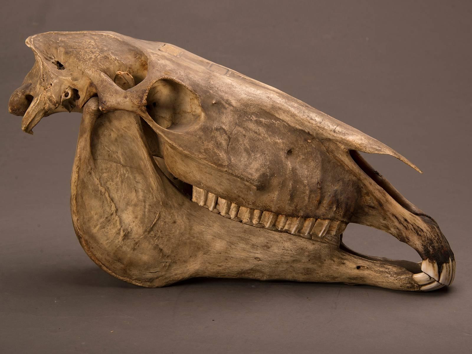 Entire Horse Skull from a Private Belgian Naturalist's Collection, circa 1885 In Excellent Condition In Houston, TX