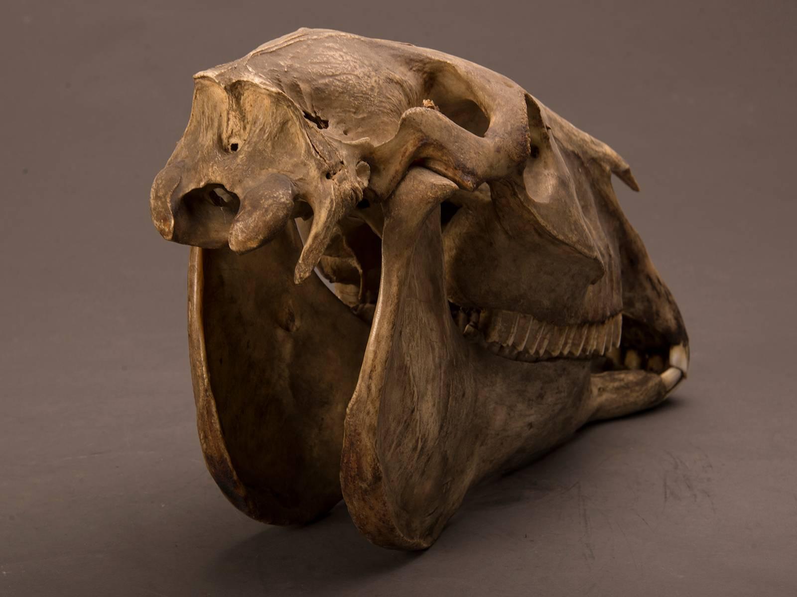 Late 19th Century Entire Horse Skull from a Private Belgian Naturalist's Collection, circa 1885