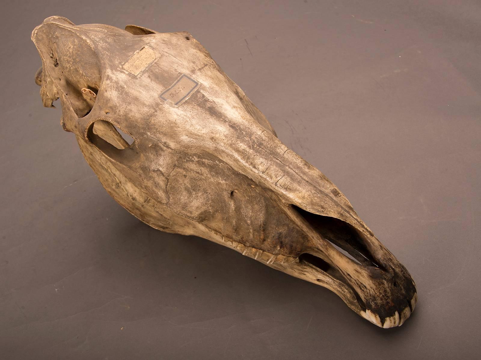 Bone Entire Horse Skull from a Private Belgian Naturalist's Collection, circa 1885
