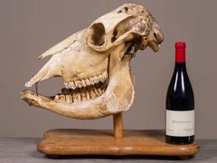 Antique African Giraffe Skull from a Dutch Naturalist's Collection circa 1890