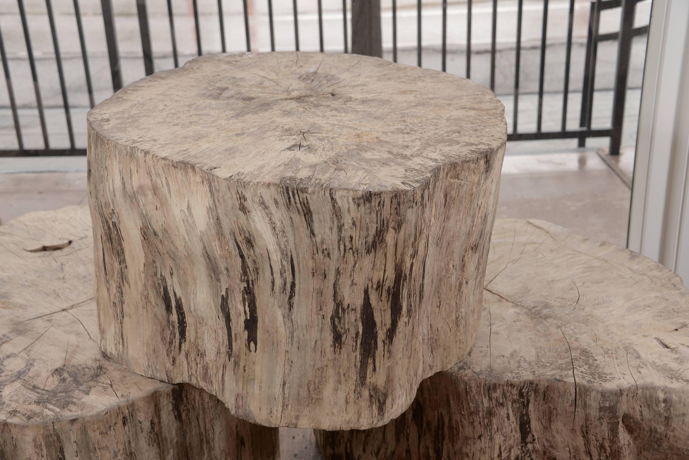 Organic sycamore stump tables from Belgium. Each one has a different form, could be used as side tables, or coffee table. These are functional as the tops are smooth. The sizes vary contact us for exact dimensions.