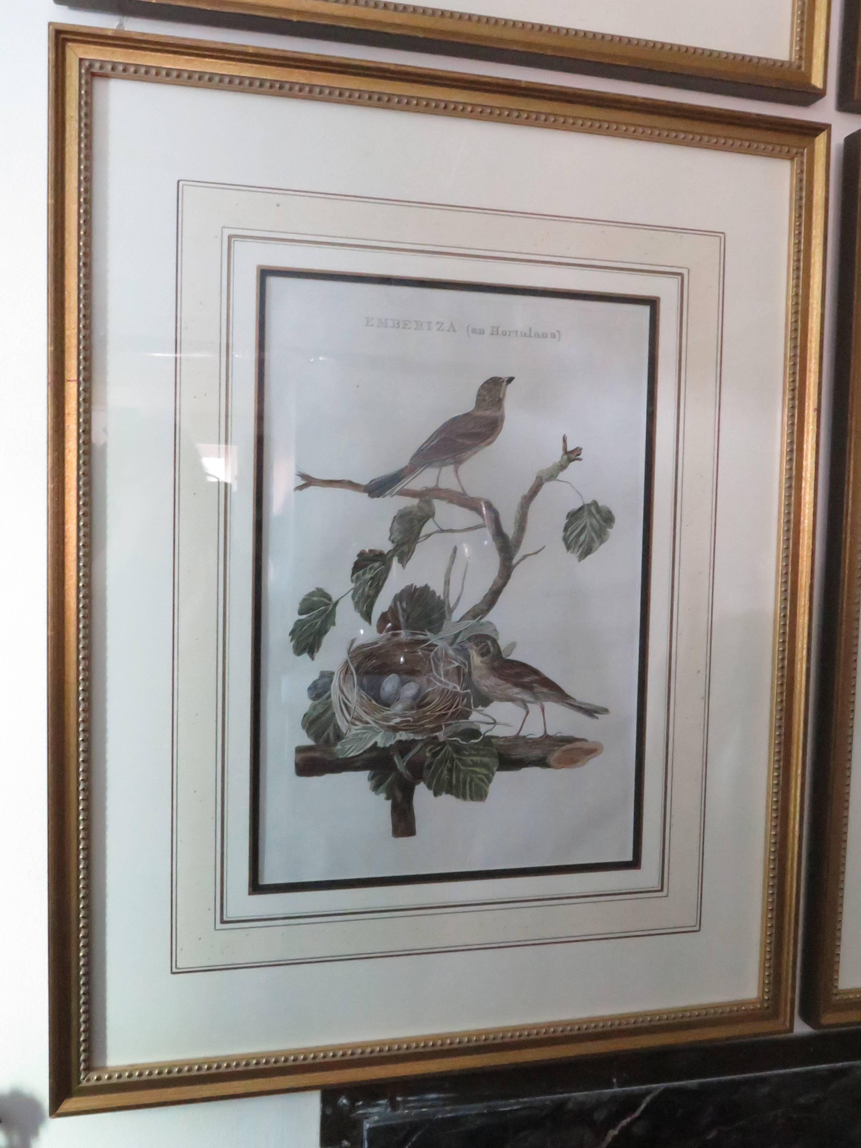 18th Century and Earlier Cornelius NOZEMAN, Set of Six Assorted Birds