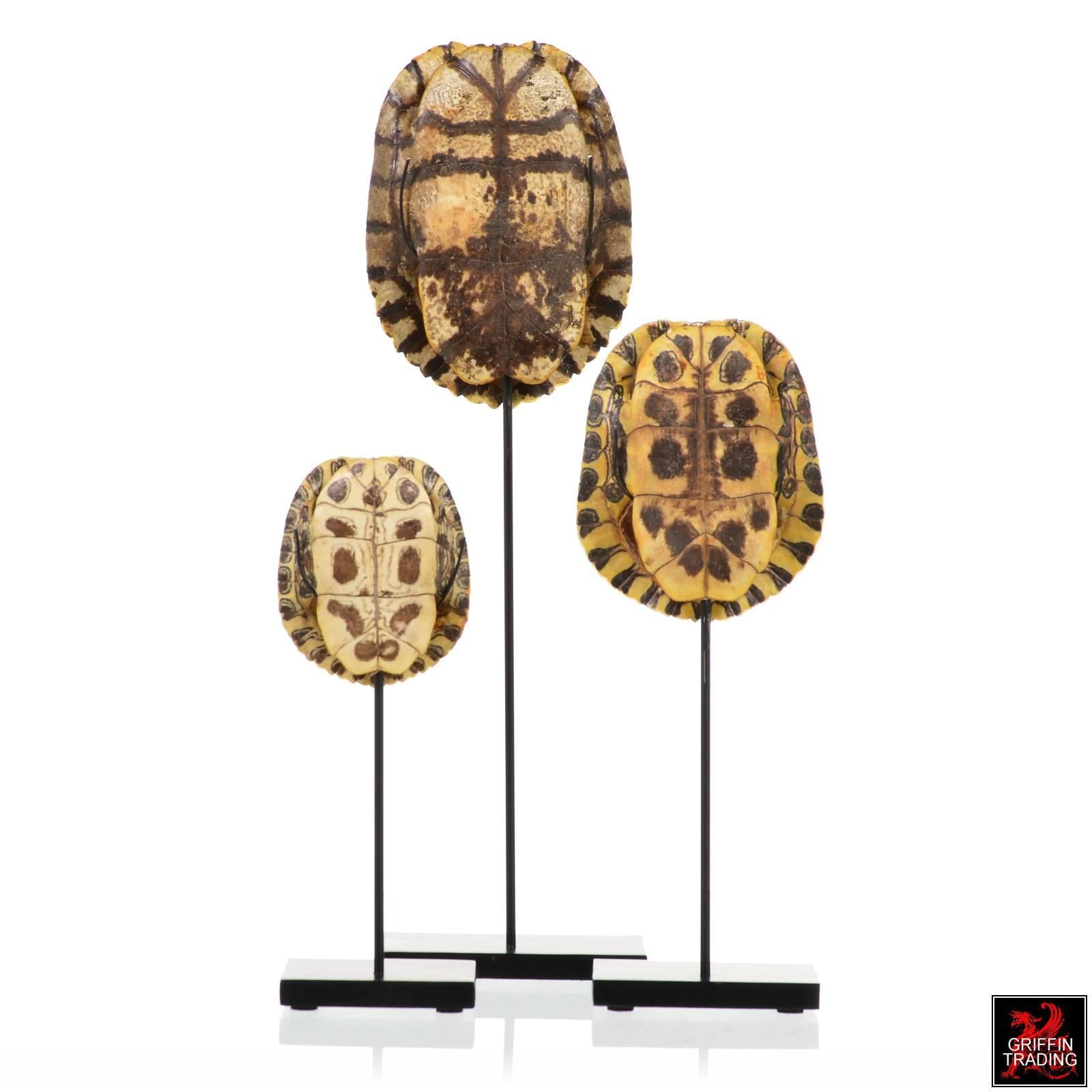 This is very nice collection of authentic, non-endangered, red-eared slider turtle shells on custom-made steel display stands. The turtle shells slip into place on each stand and are not permanently attached. Each turtle shell can be swapped