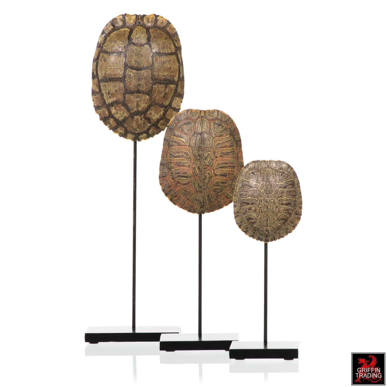 Adirondack Collection of Authentic Turtle Shells on Steel Display Stands