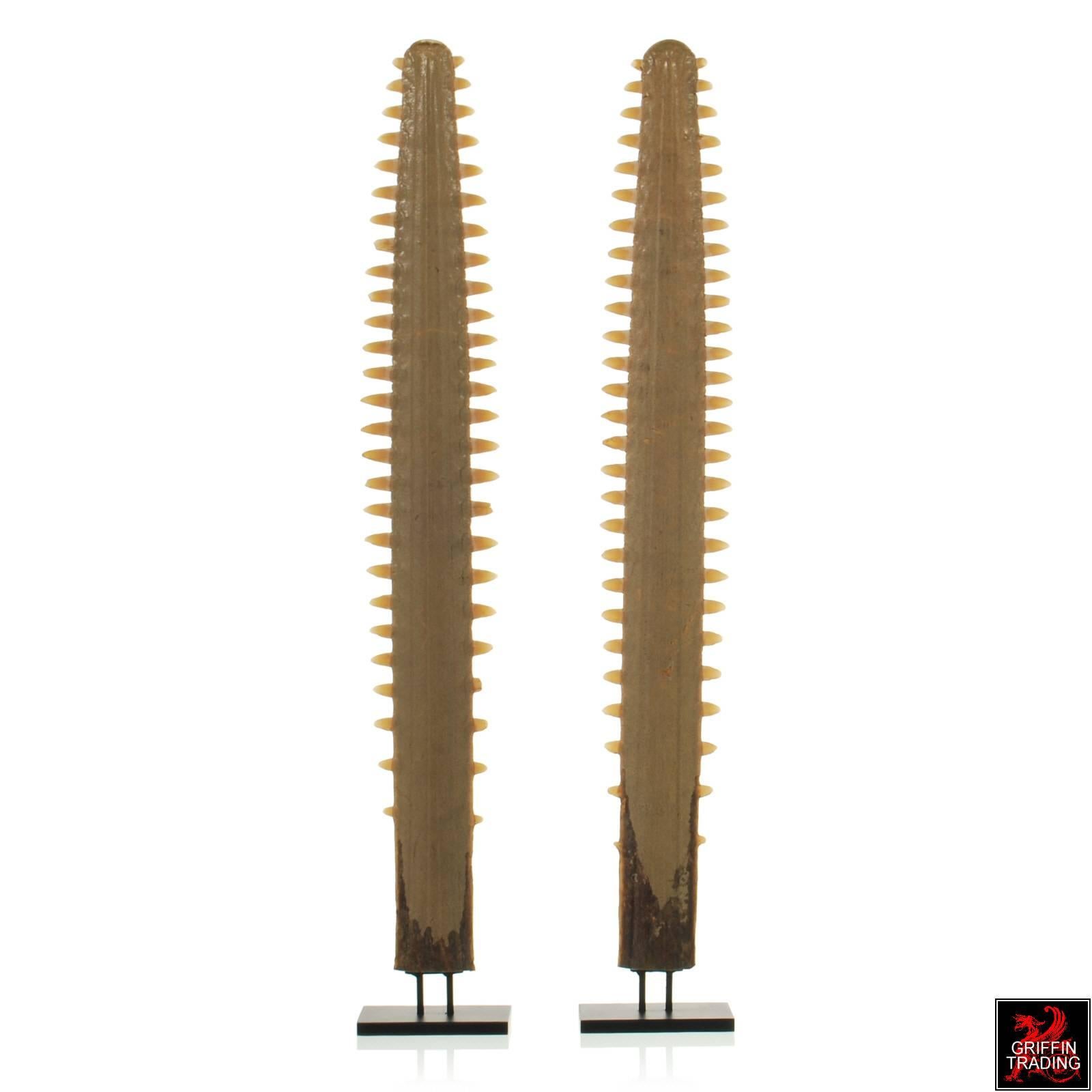 sawfish bill