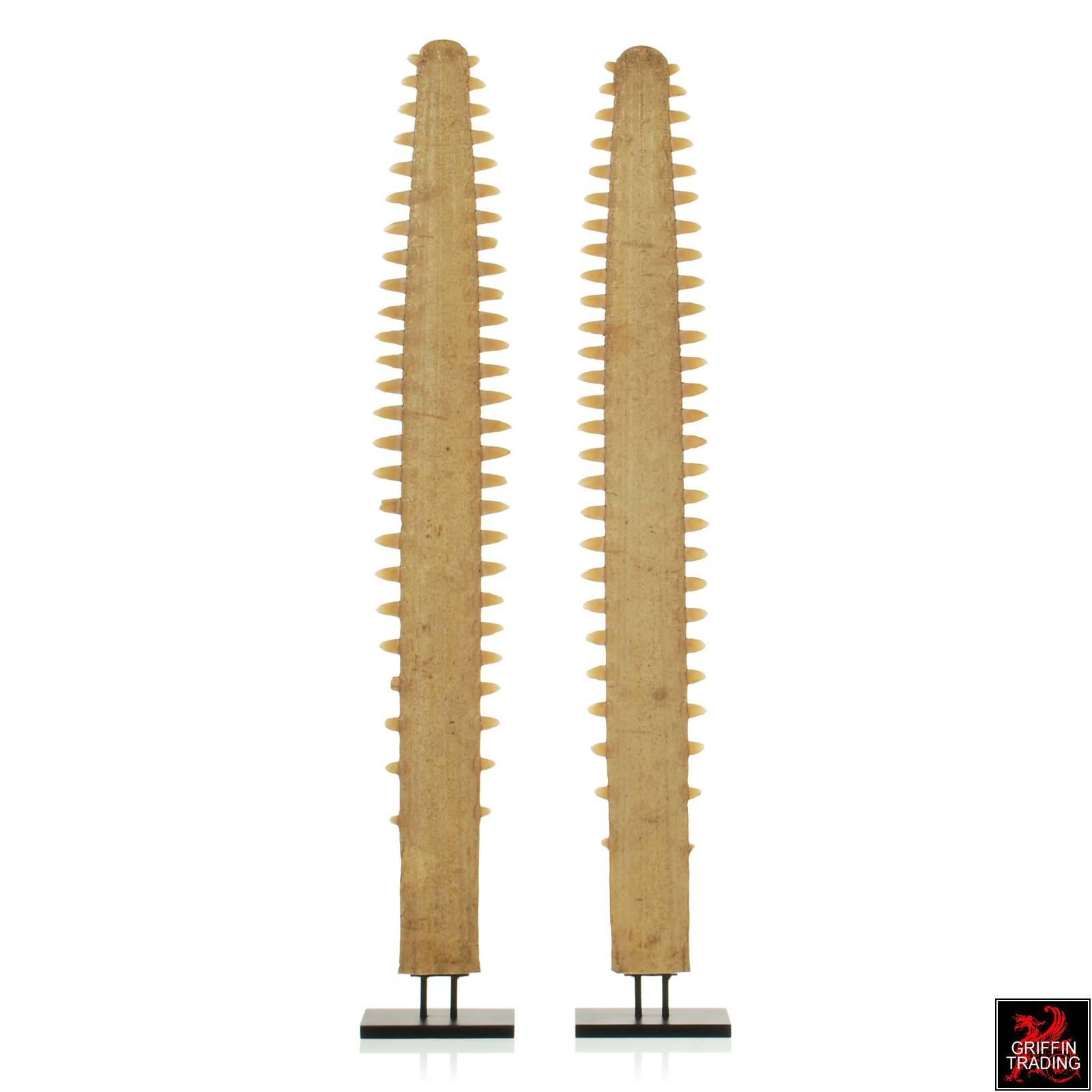 sawfish rostrum for sale