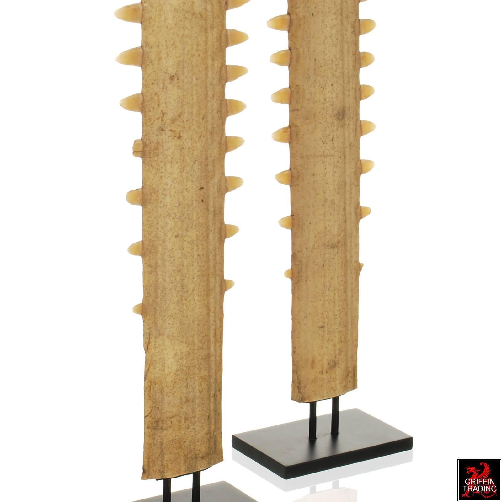 Pair of Sawfish Rostrums or Bills on Custom Steel Stands For Sale 1