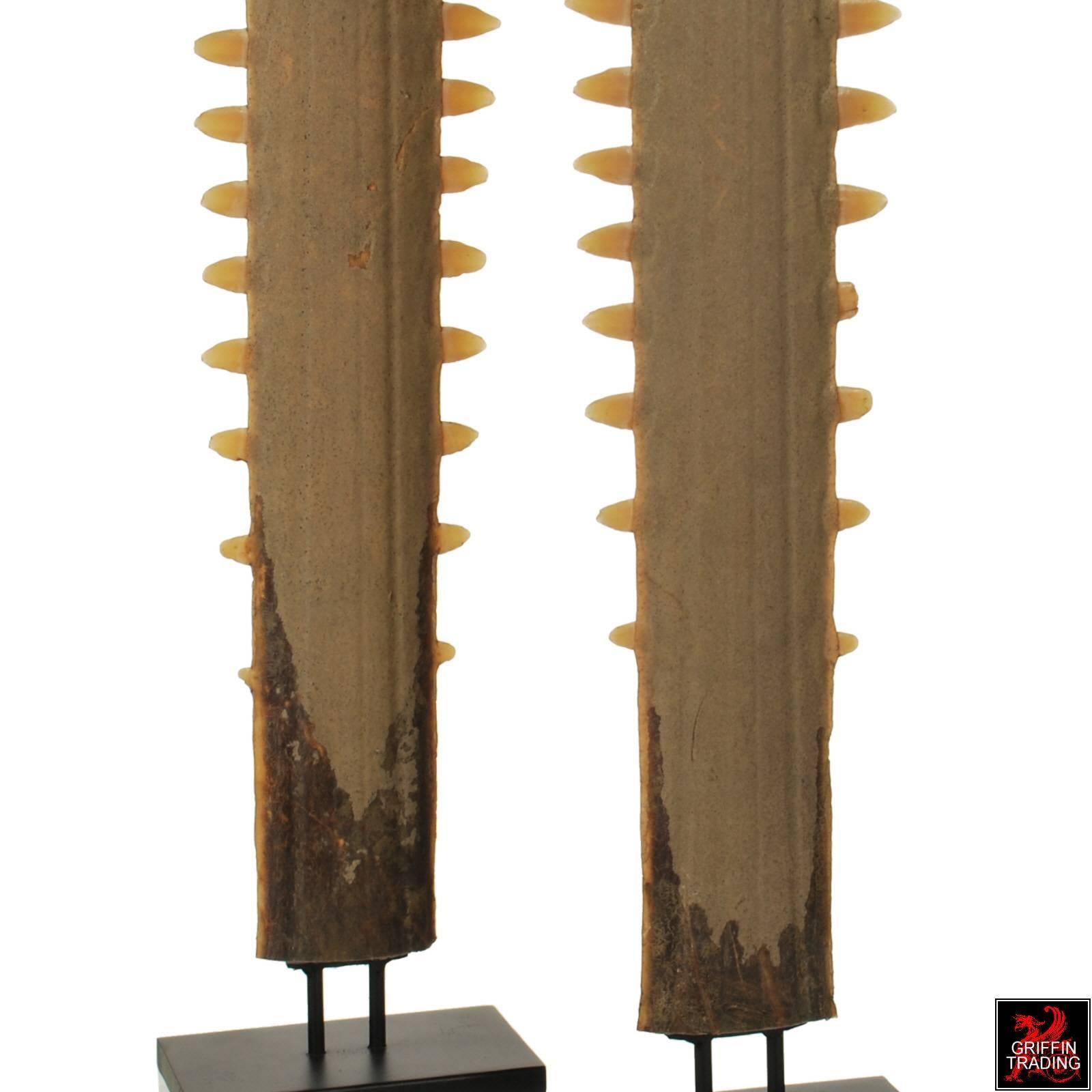 Pair of Sawfish Rostrums or Bills on Custom Steel Stands In Excellent Condition For Sale In Dallas, TX