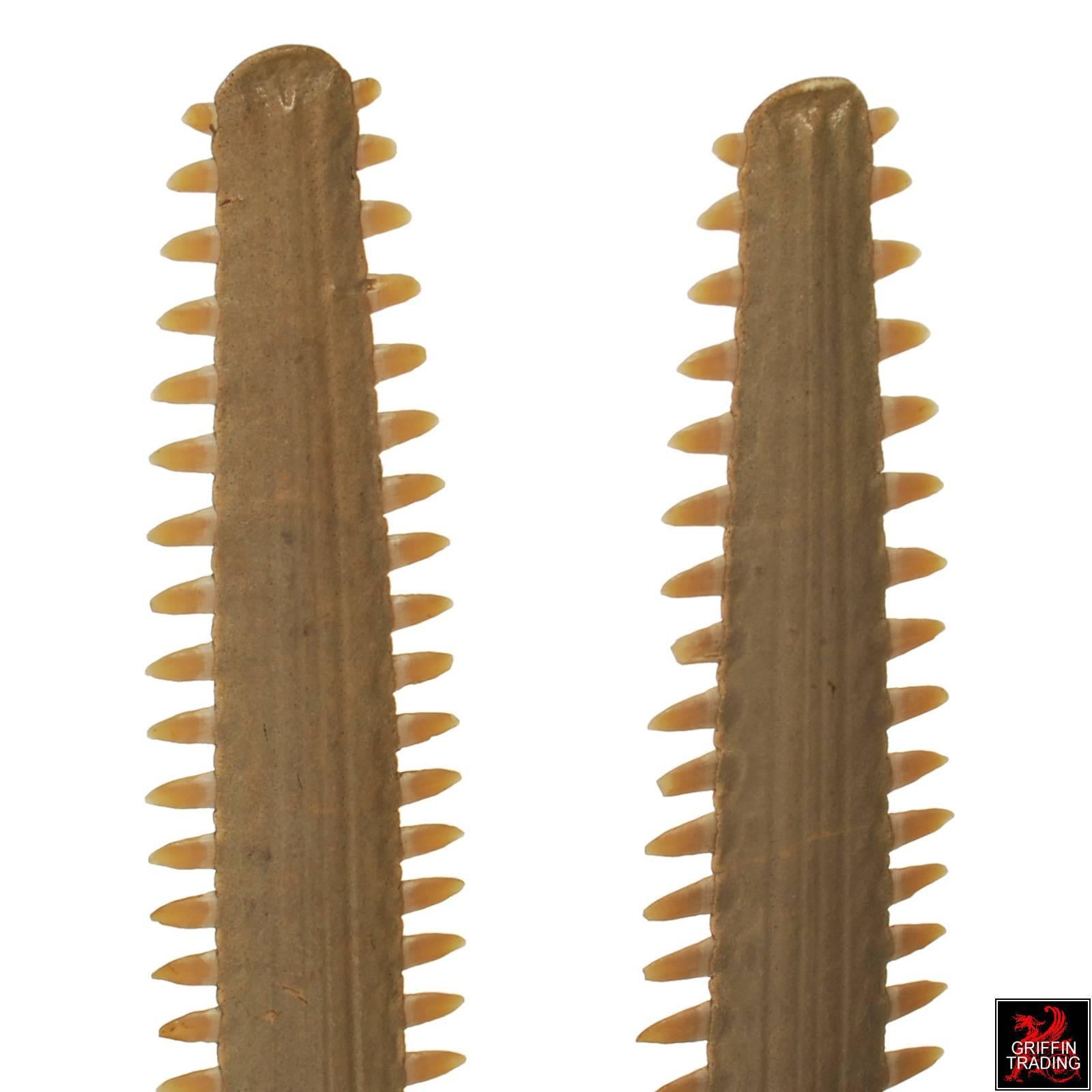 Hand-Crafted Pair of Sawfish Rostrums or Bills on Custom Steel Stands For Sale