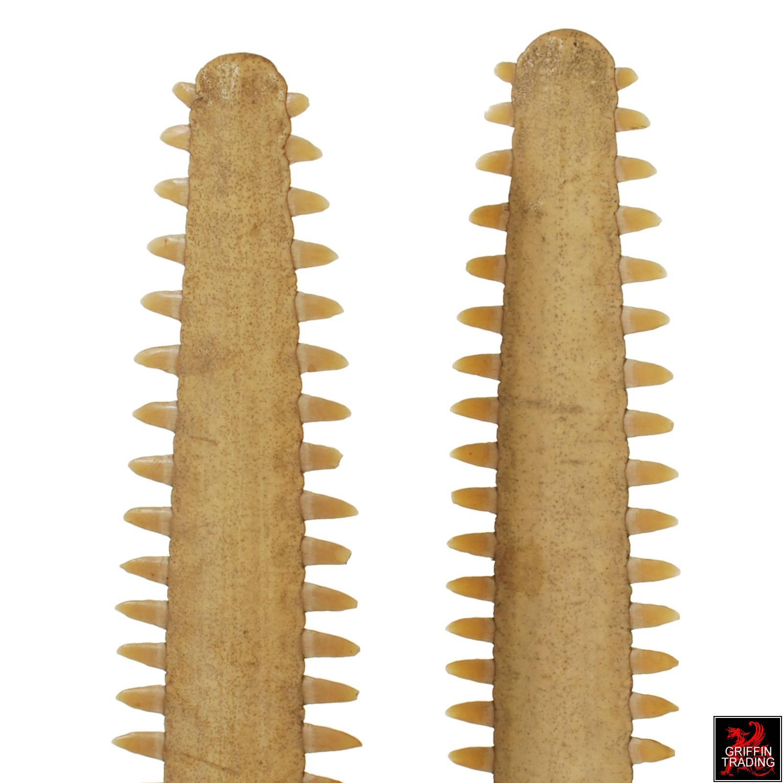 20th Century Pair of Sawfish Rostrums or Bills on Custom Steel Stands For Sale