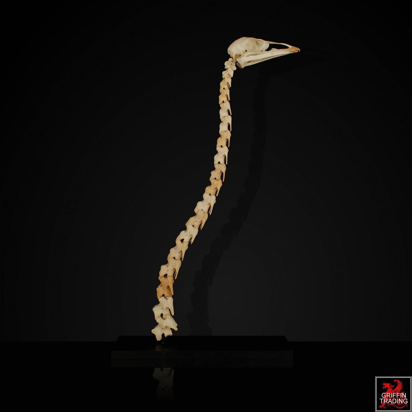 emu skeleton