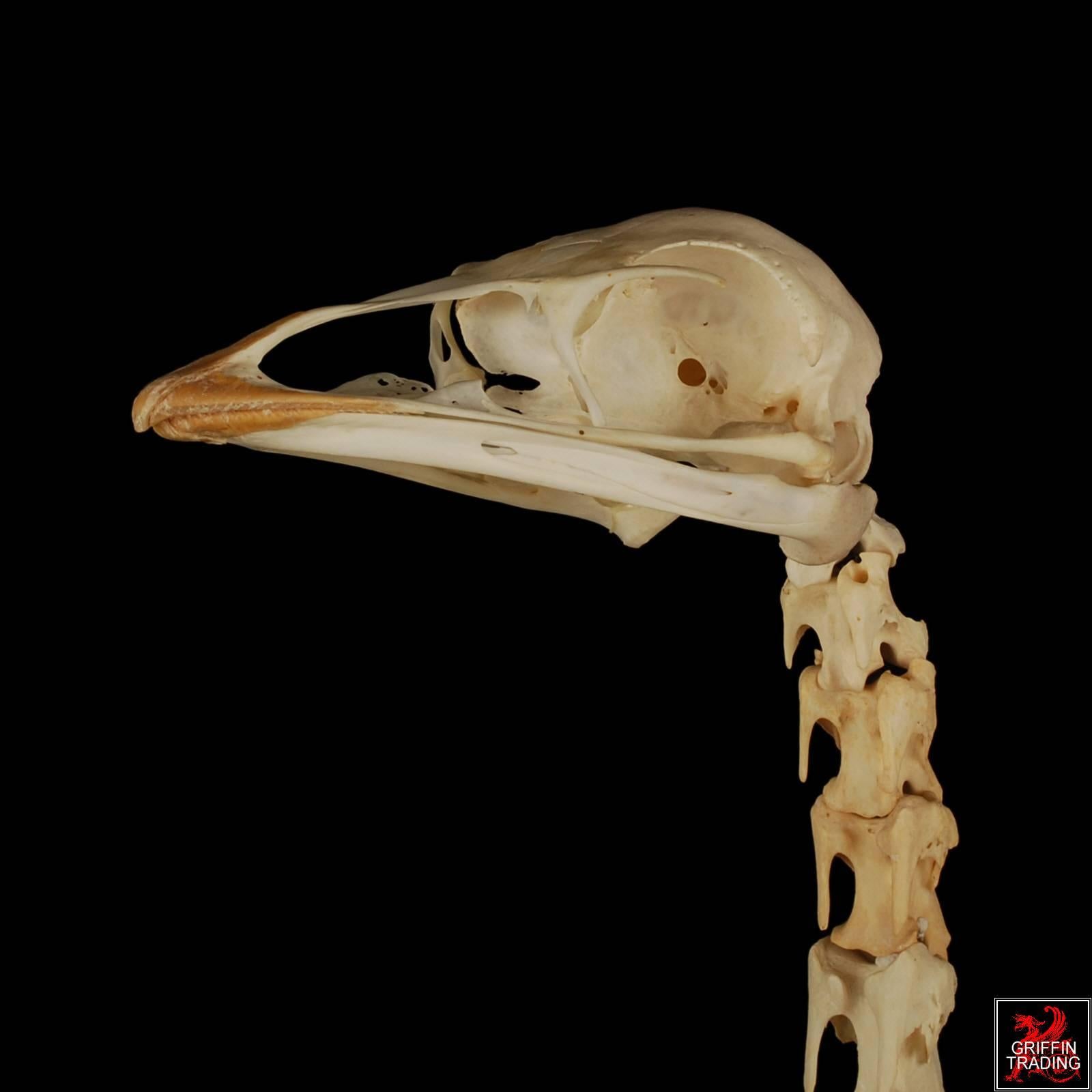 Hand-Crafted Emu Bird Skull and Neck Vertebrae Skeleton on Custom Stand For Sale
