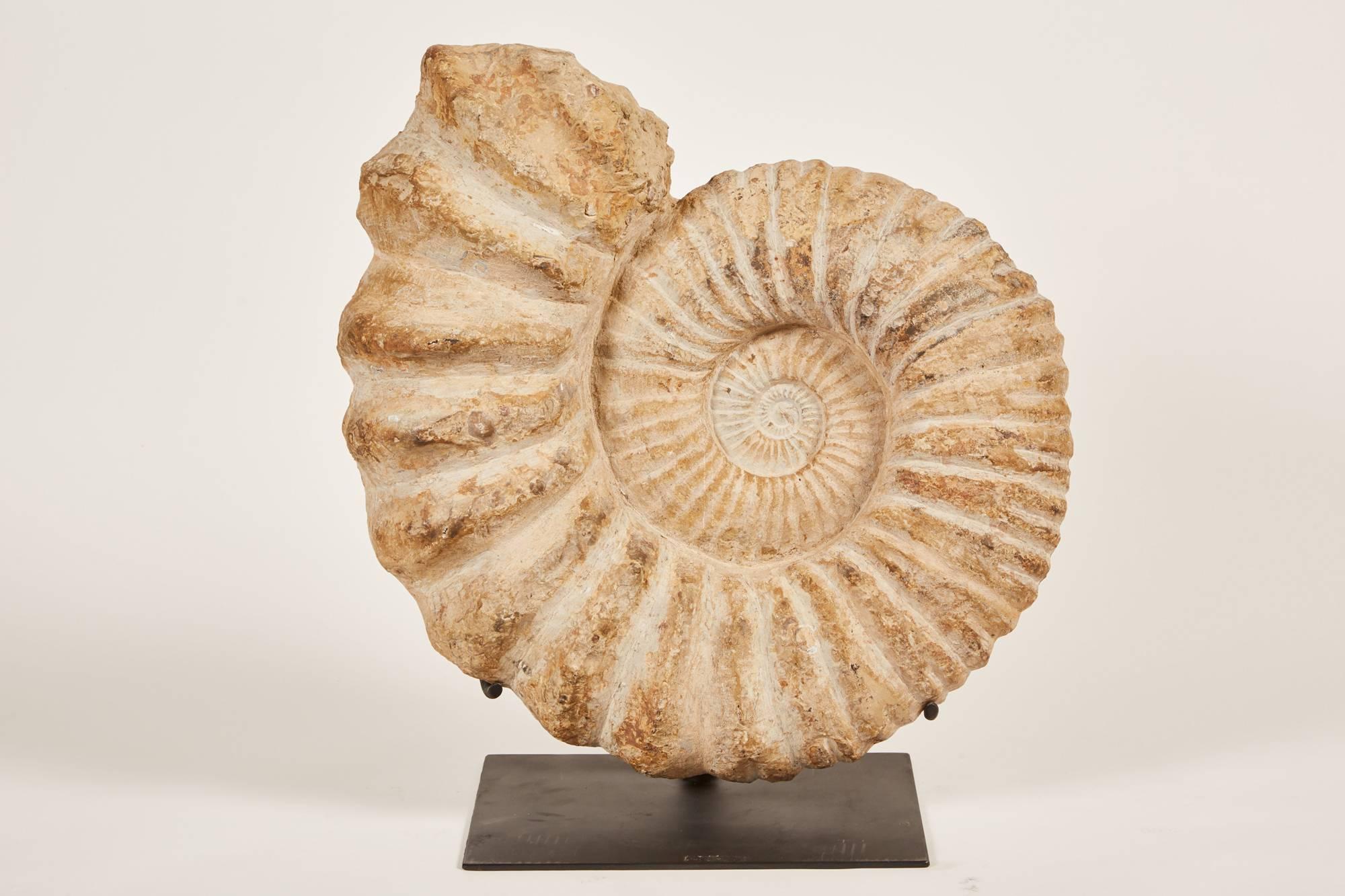 A remarkable Ammonite fossil, Ammonites were an ancient sea creature that lived 240-65 million years ago and is part of the predator family known as Cephalopods.