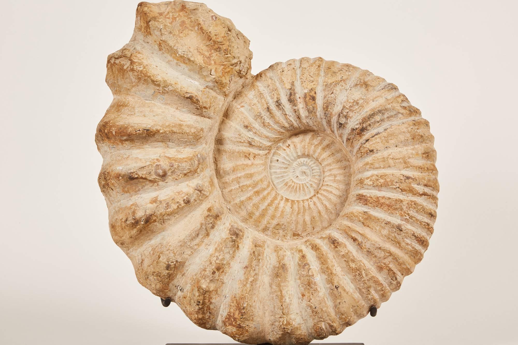 Other Moroccan Ammonite Stone on Stand