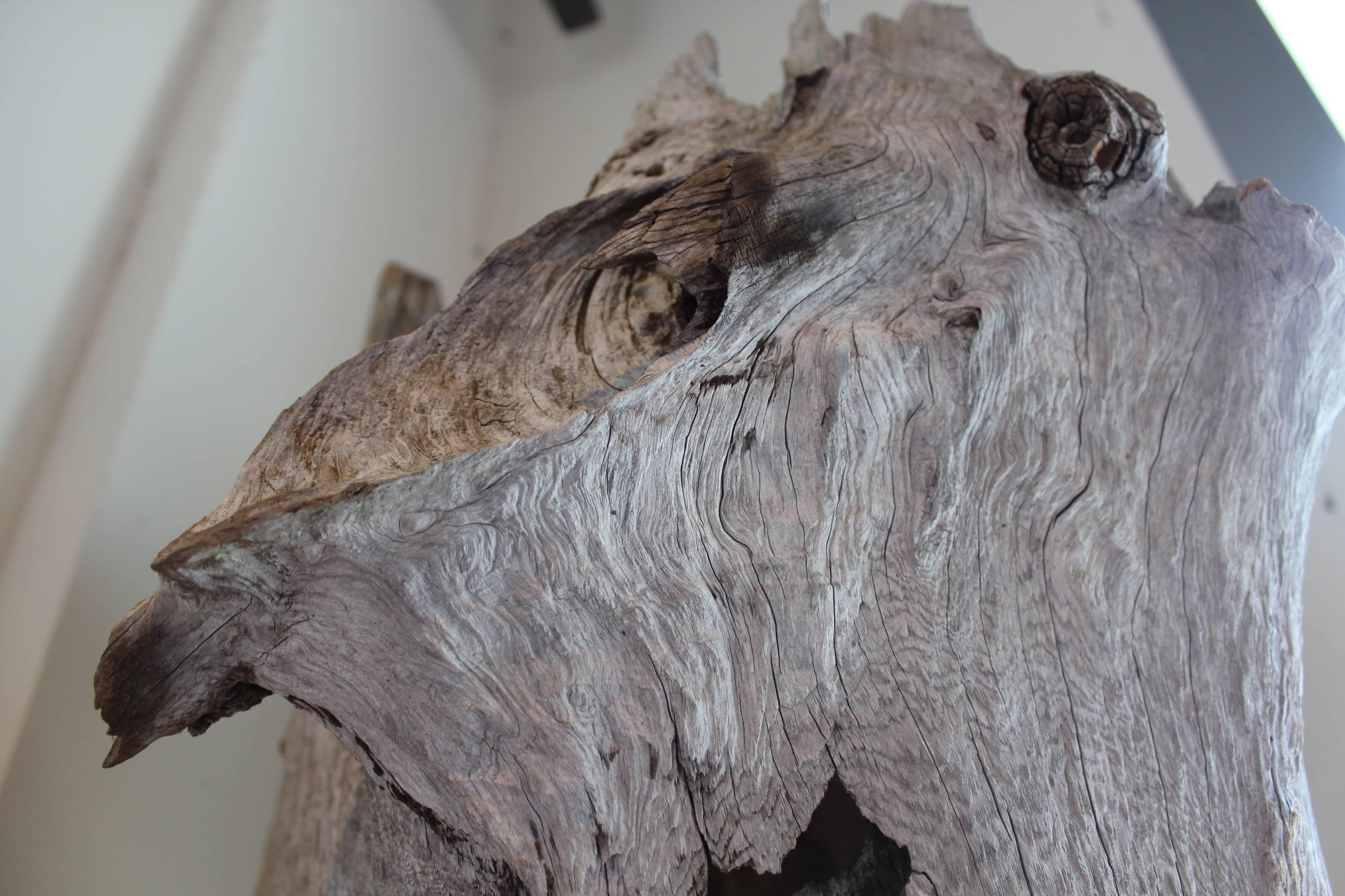 20th Century Organic Coastal Driftwood Trunk Sculpture