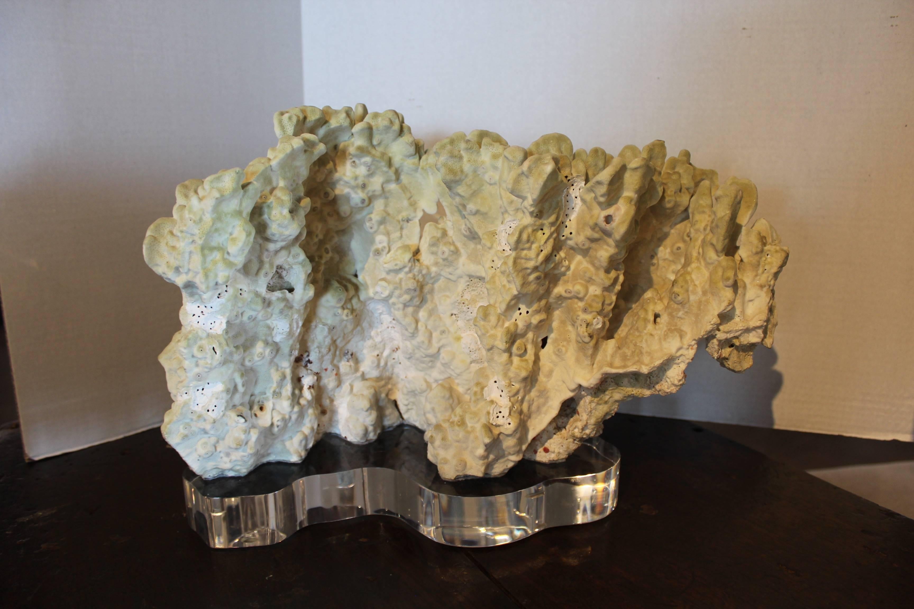 Organic Fire Coral on Acrylic Base Sculpture In Good Condition In Dallas, TX