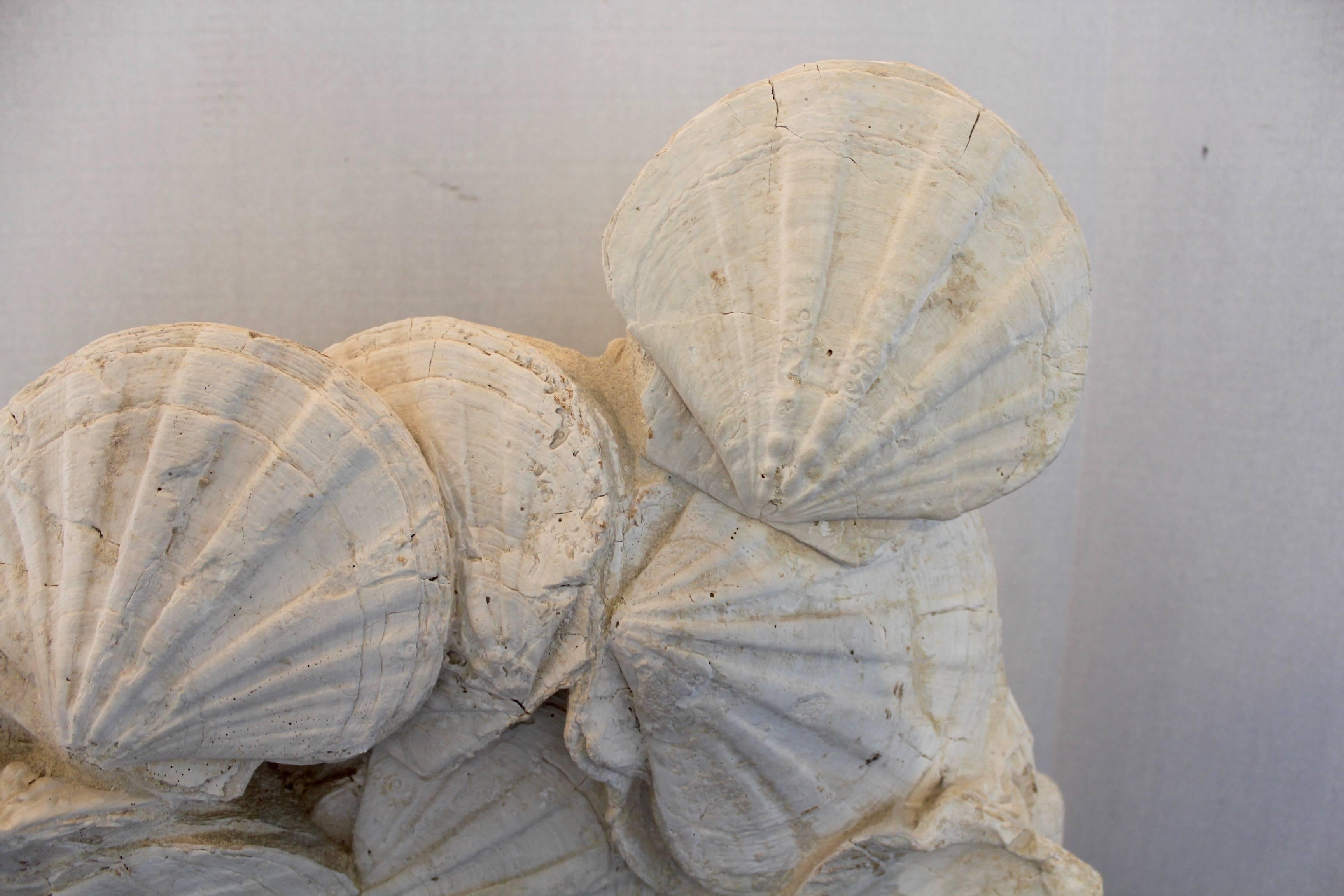French Prehistoric Shell Fossil Specimen Sculpture