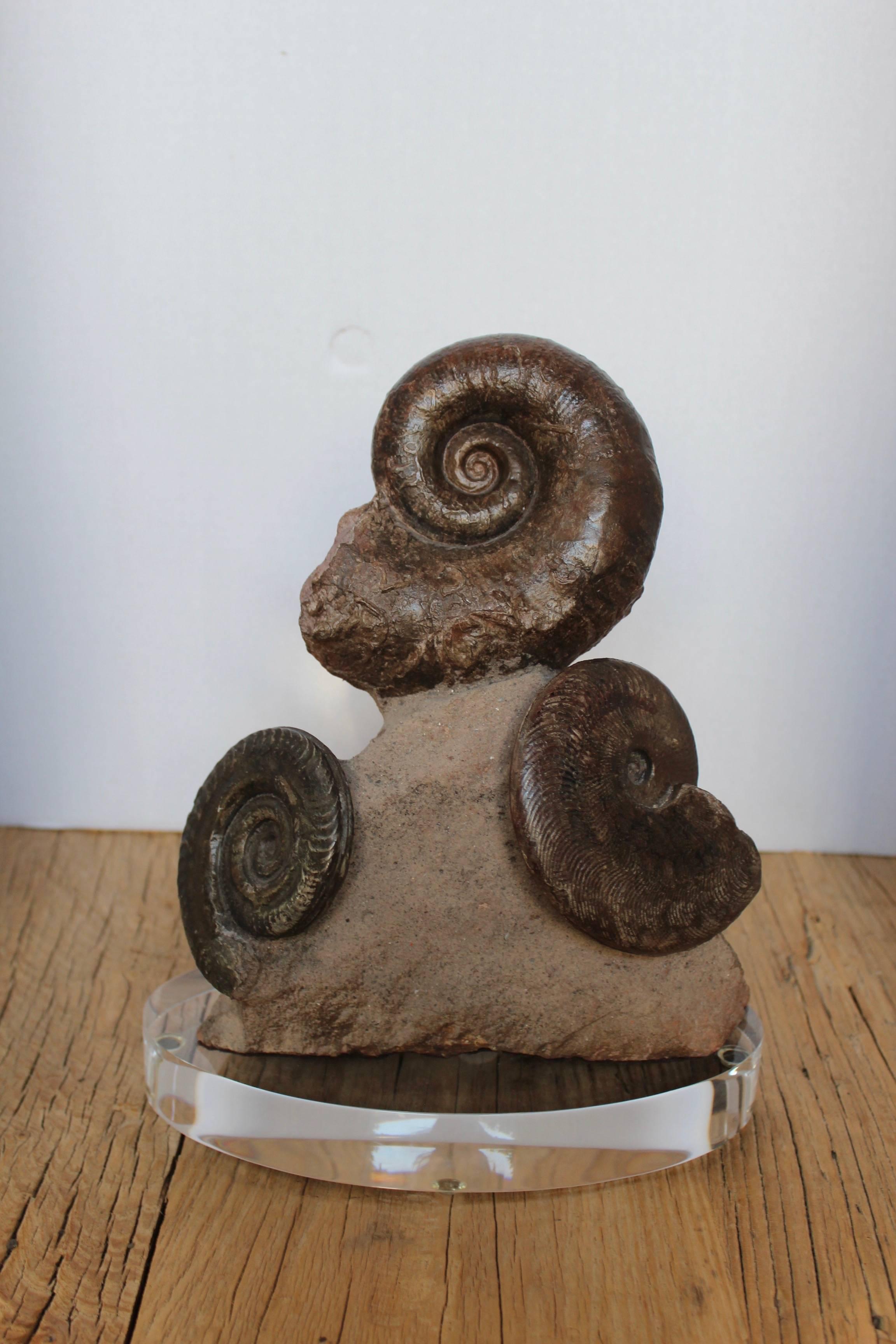 Acrylic Prehistoric Fossil Ammonite Decorative Accessory
