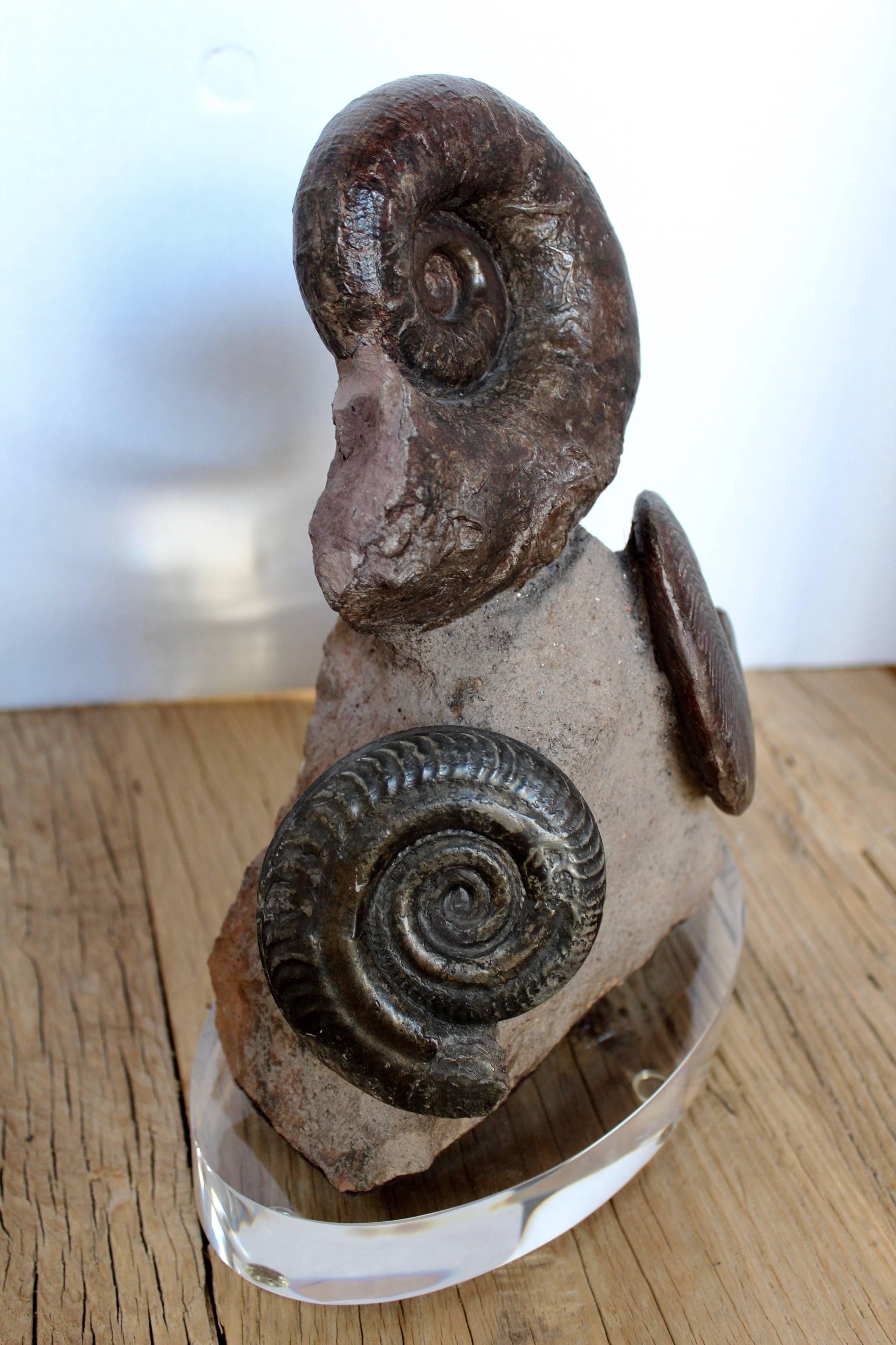 18th Century and Earlier Prehistoric Fossil Ammonite Decorative Accessory
