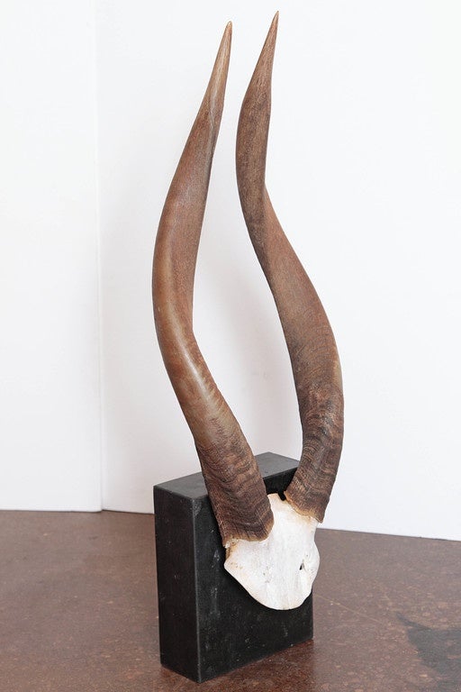 African Nyala Antelope Horns
antique Nyala horns on ebonized distressed limestone mount.