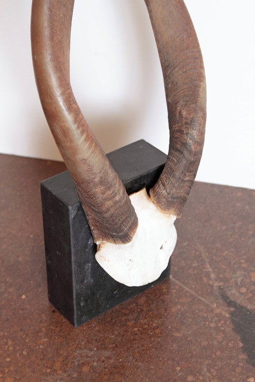 African Nyala Antelope Horns In Good Condition In Dallas, TX