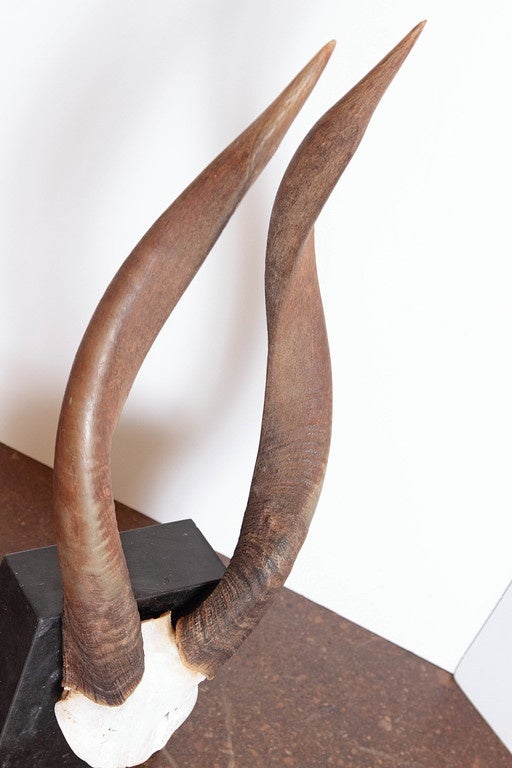 20th Century African Nyala Antelope Horns