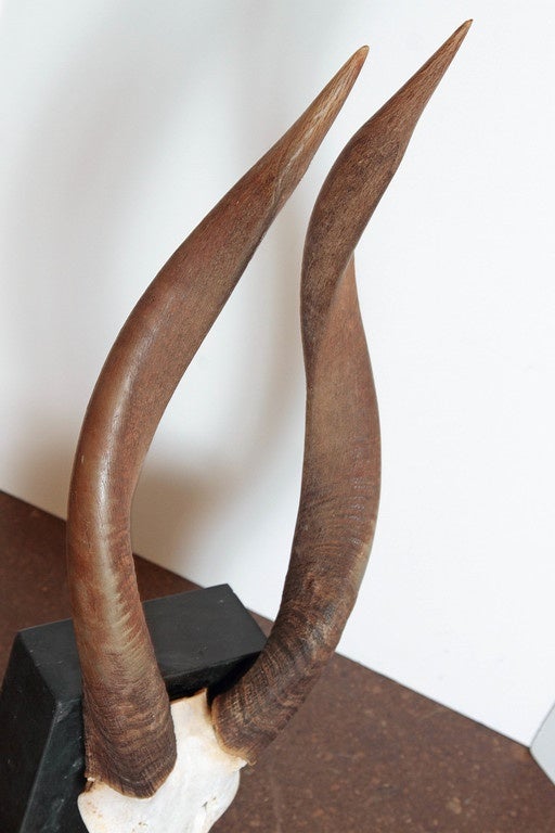 Limestone African Nyala Antelope Horns