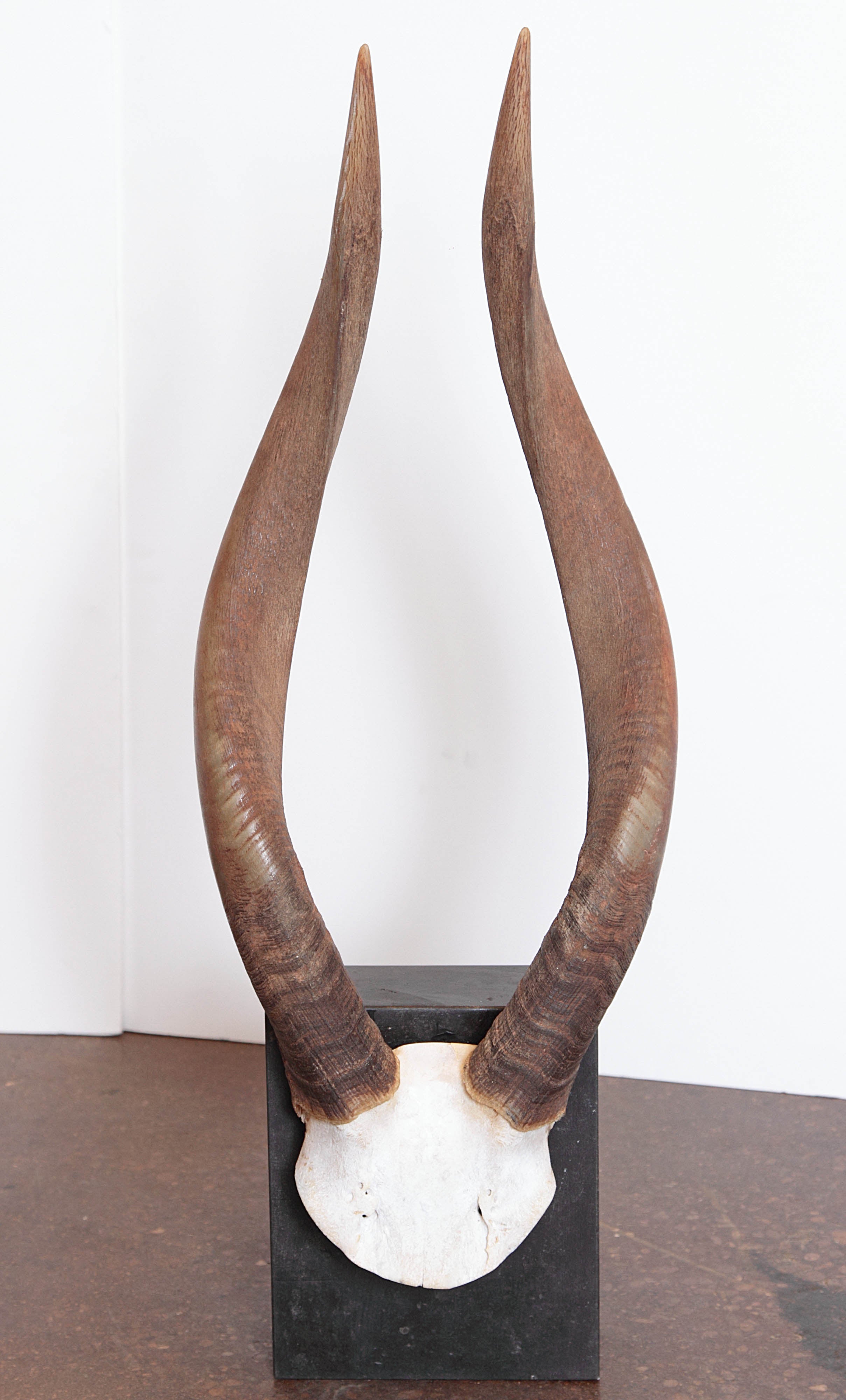African Nyala Antelope Horns