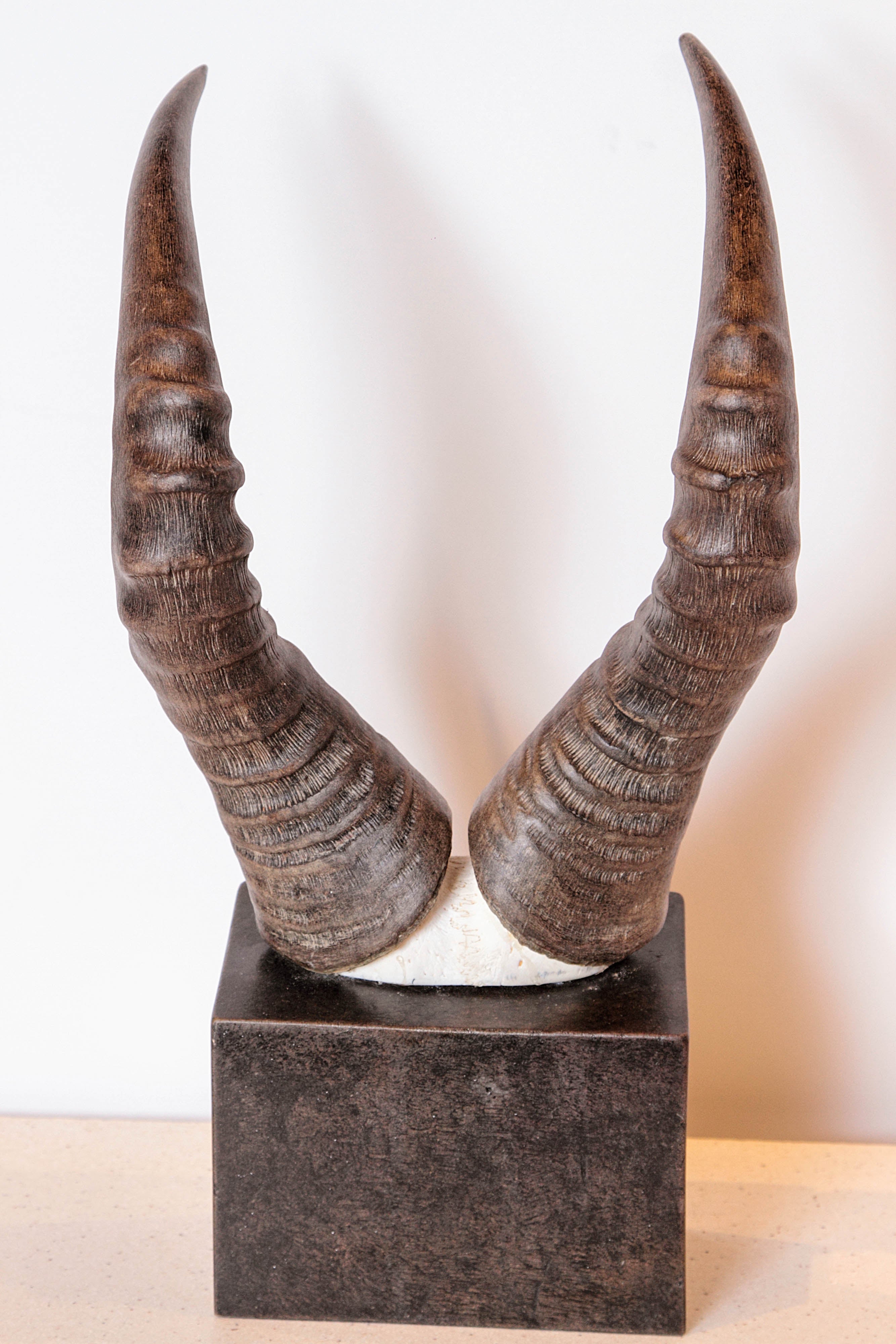 African Red Hartebeest Horns 
On black ebonized distressed limestone block
Limestone block size: 7.5W X 5"H