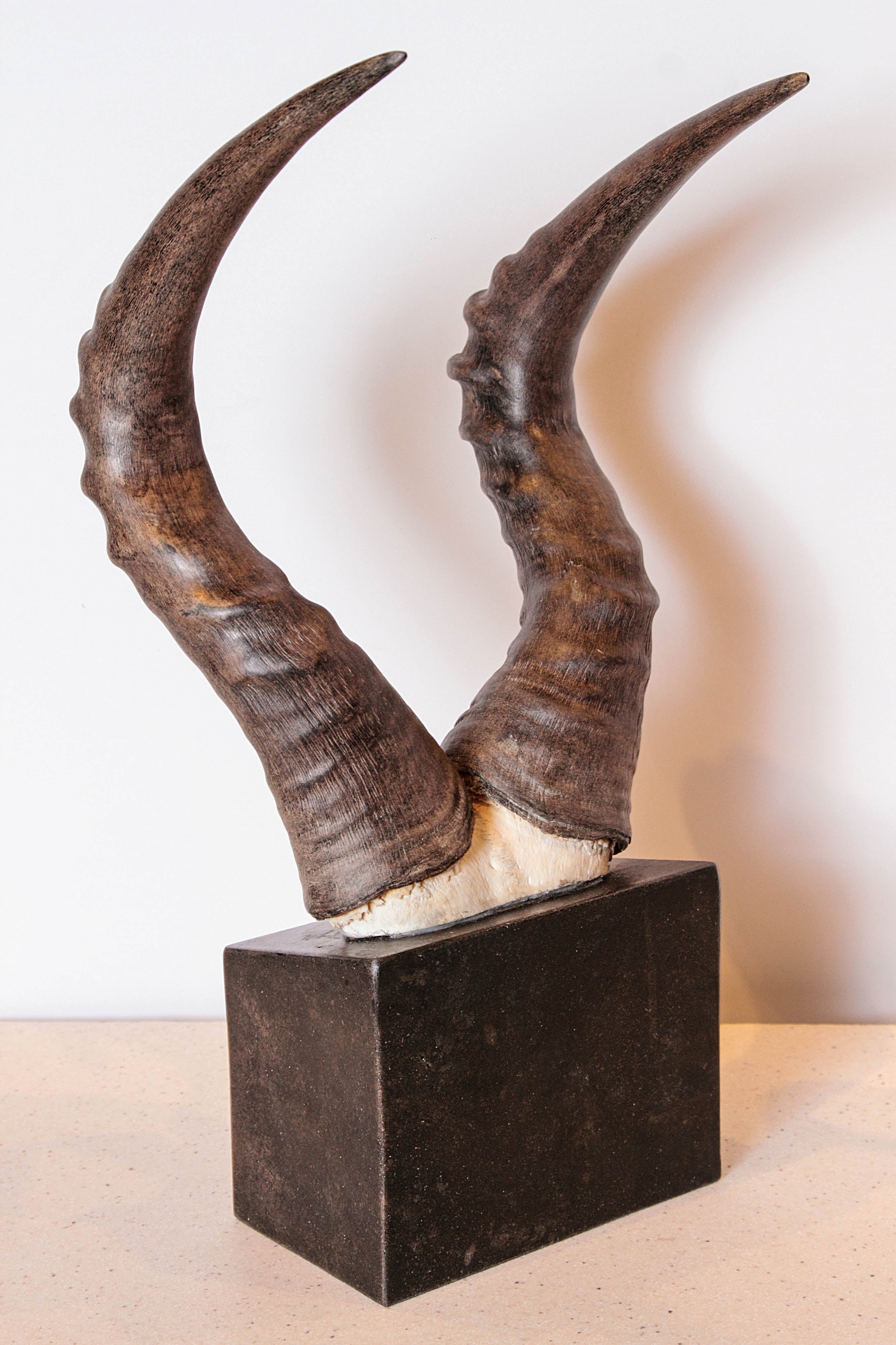 African Red Hartebeest Horns  In Good Condition In Dallas, TX