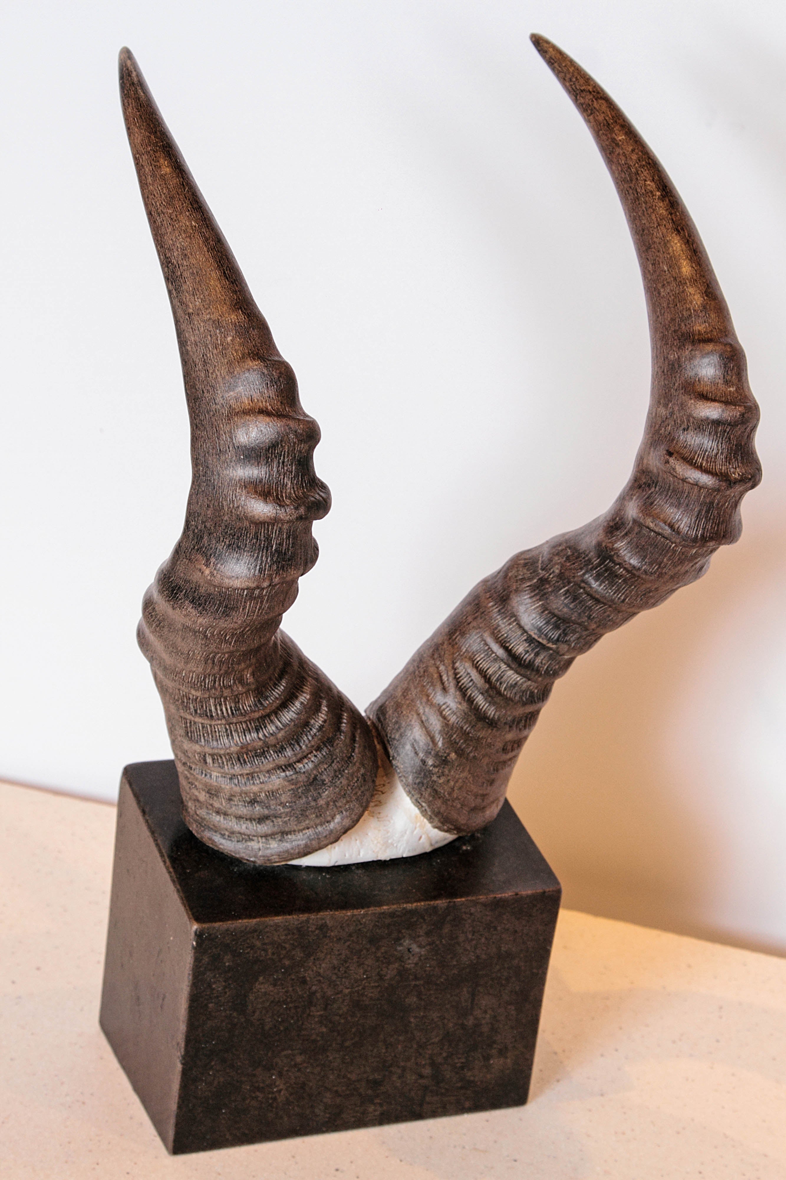 African Red Hartebeest Horns  4