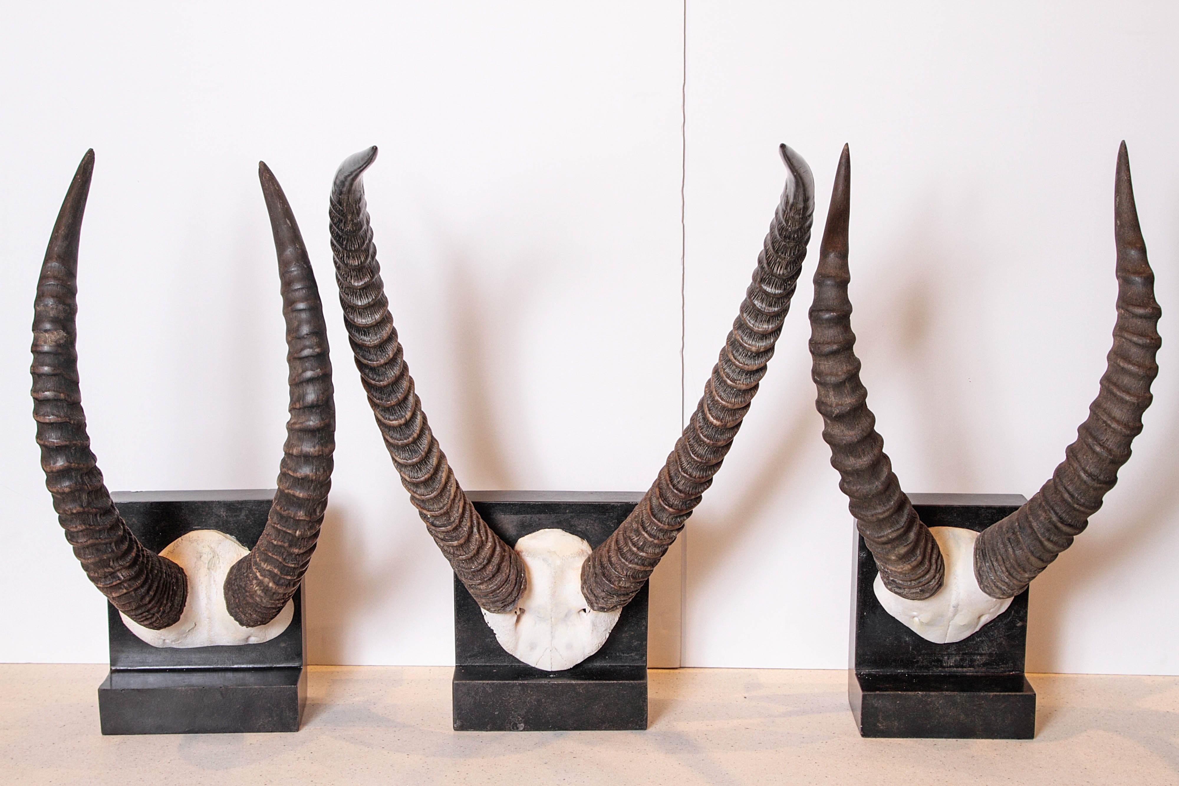 Vintage African Sable Antelope Horns
African Sable Antelopes Horns
On distressed ebonized limestone base 
