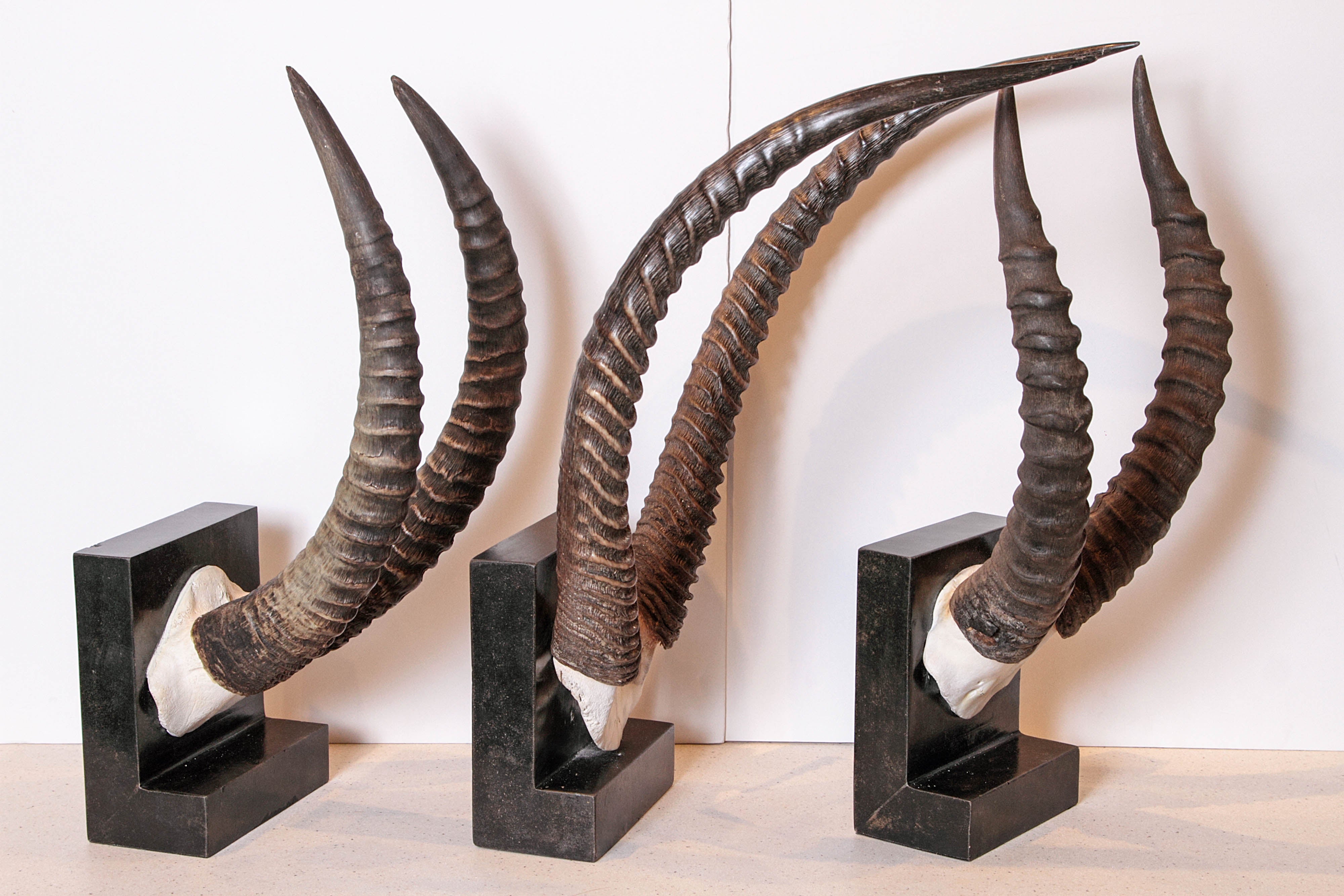 african antelope horns