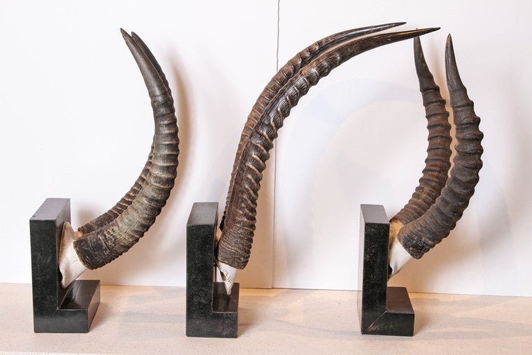 Vintage African Sable Antelope Horns For Sale at 1stdibs