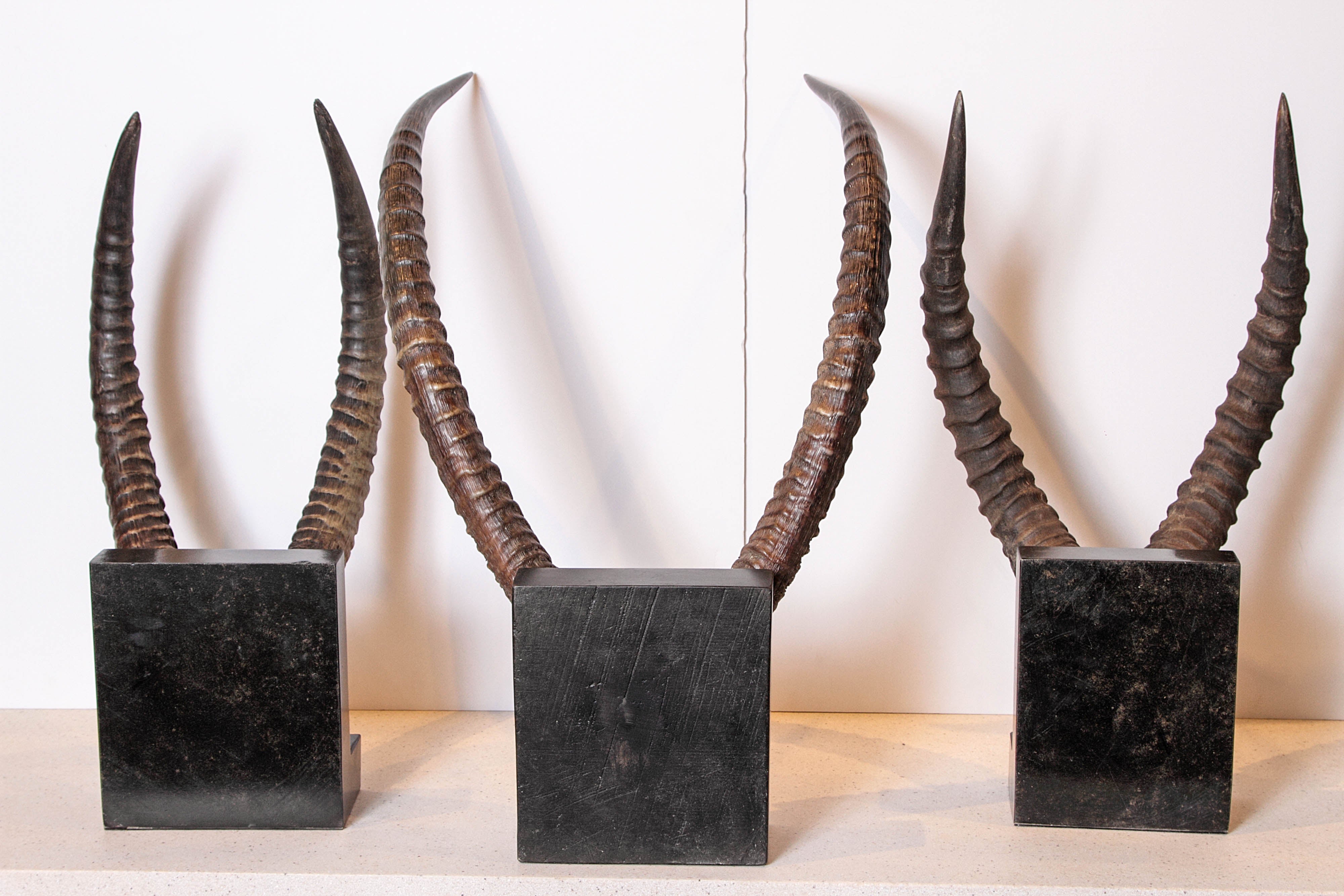 Other Vintage African Sable Antelope Horns