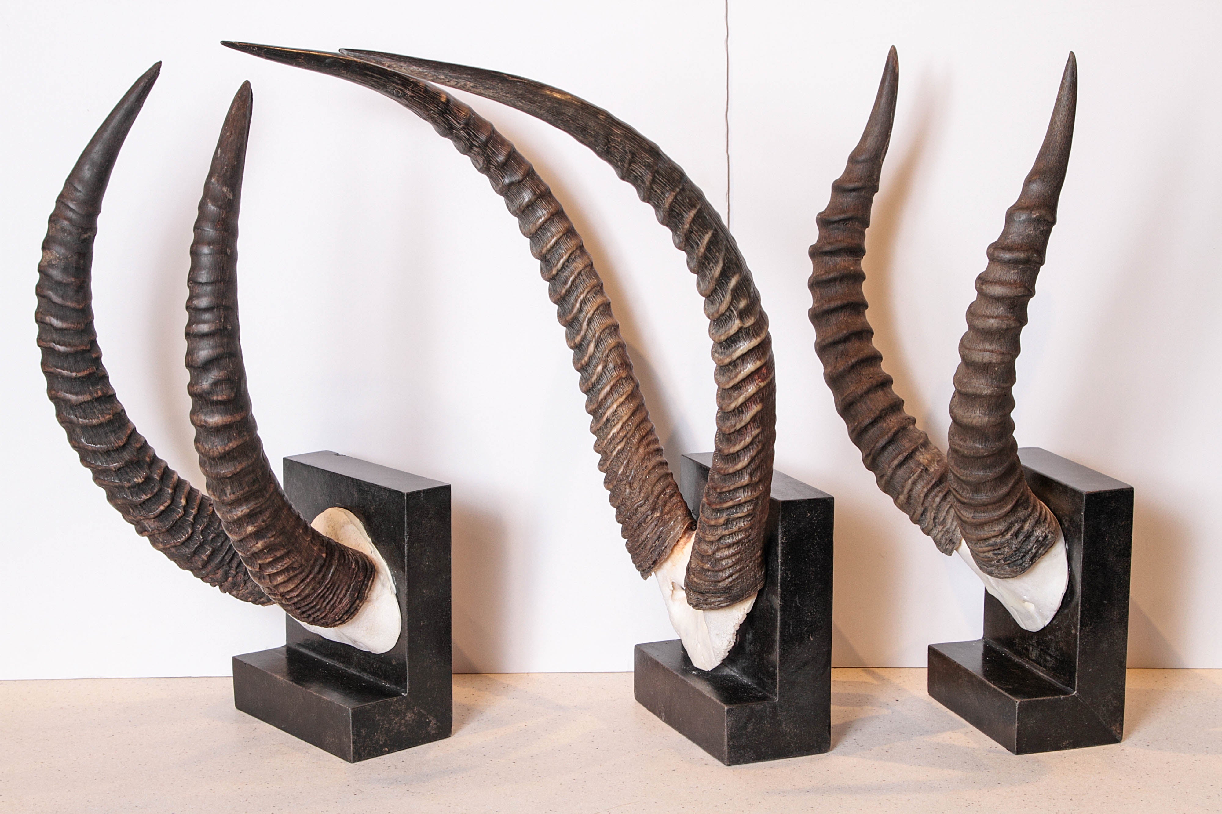 Vintage African Sable Antelope Horns In Excellent Condition In Dallas, TX
