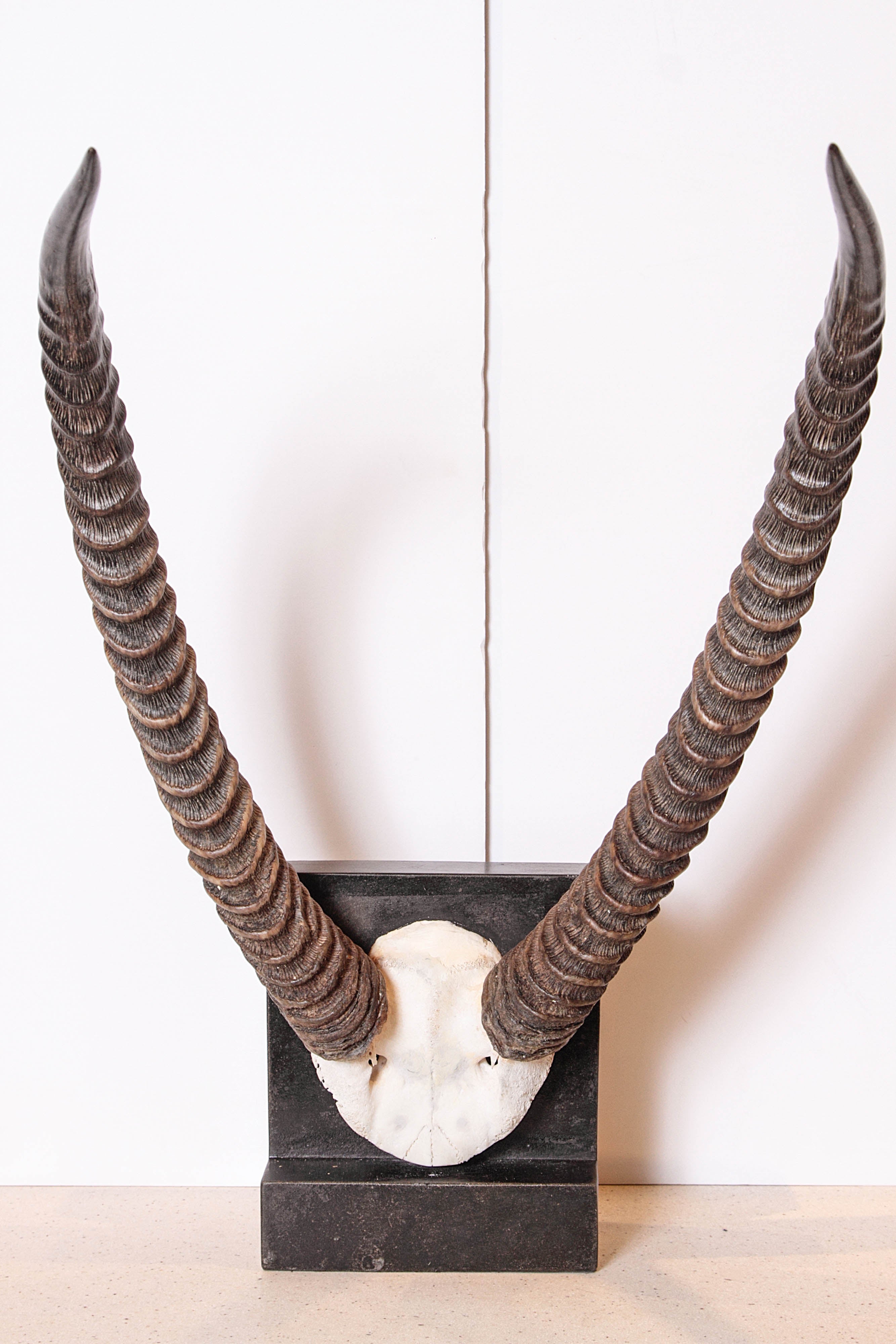 20th Century Vintage African Sable Antelope Horns