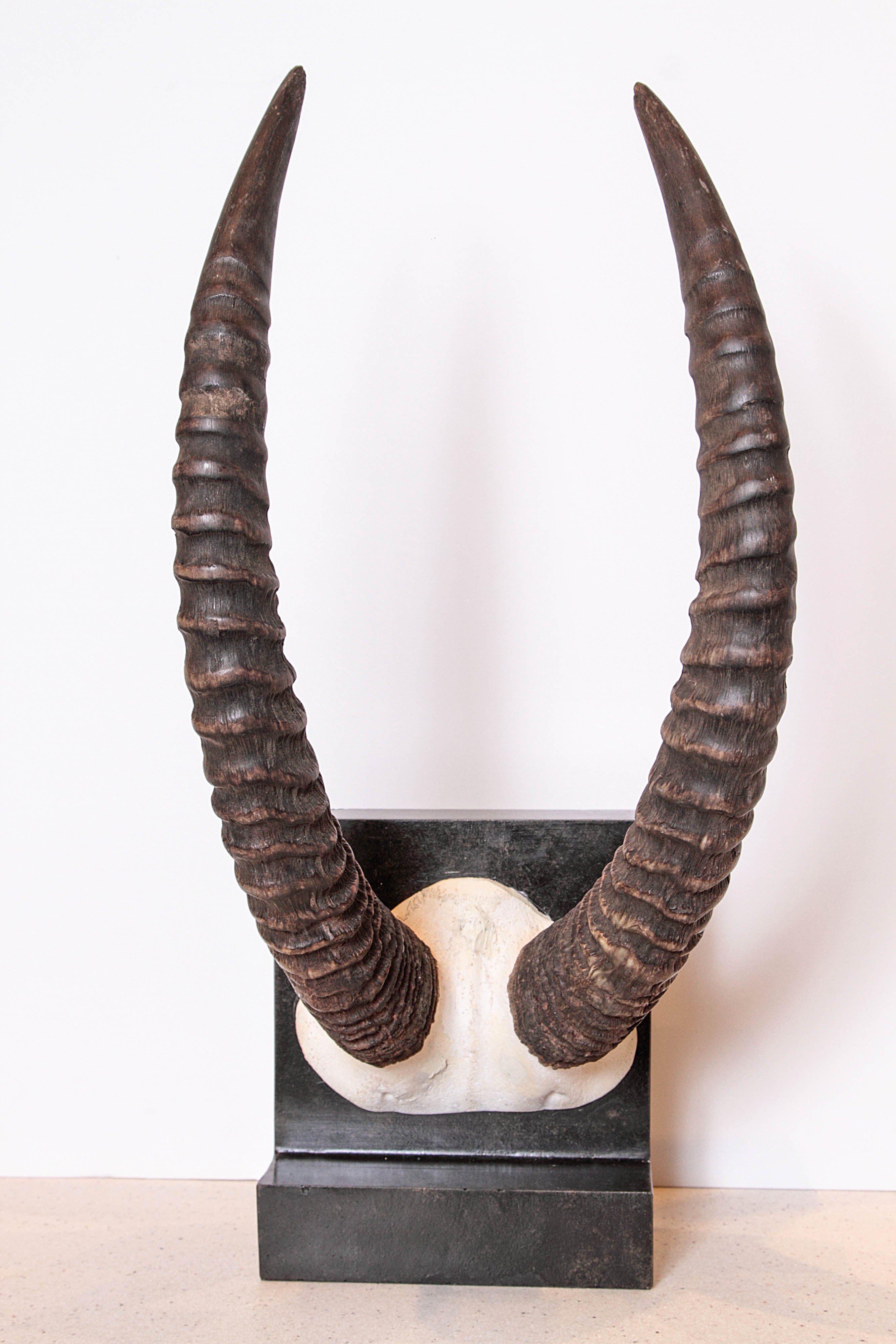 Limestone Vintage African Sable Antelope Horns