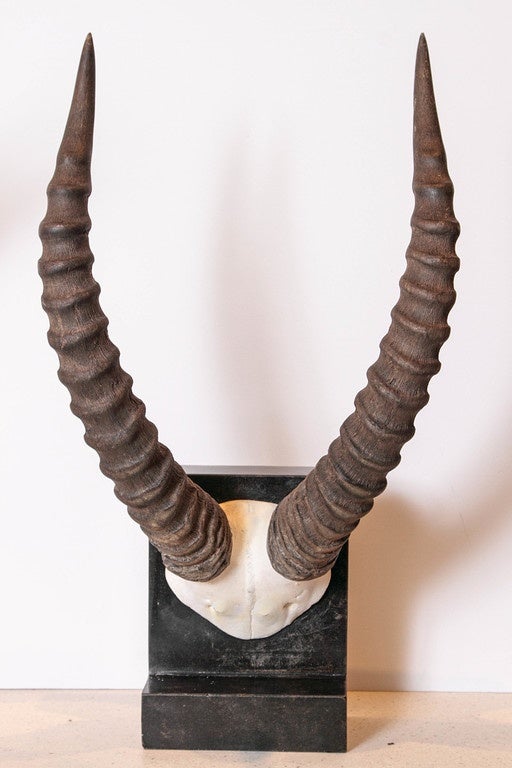 Vintage African Sable Antelope Horns For Sale at 1stdibs