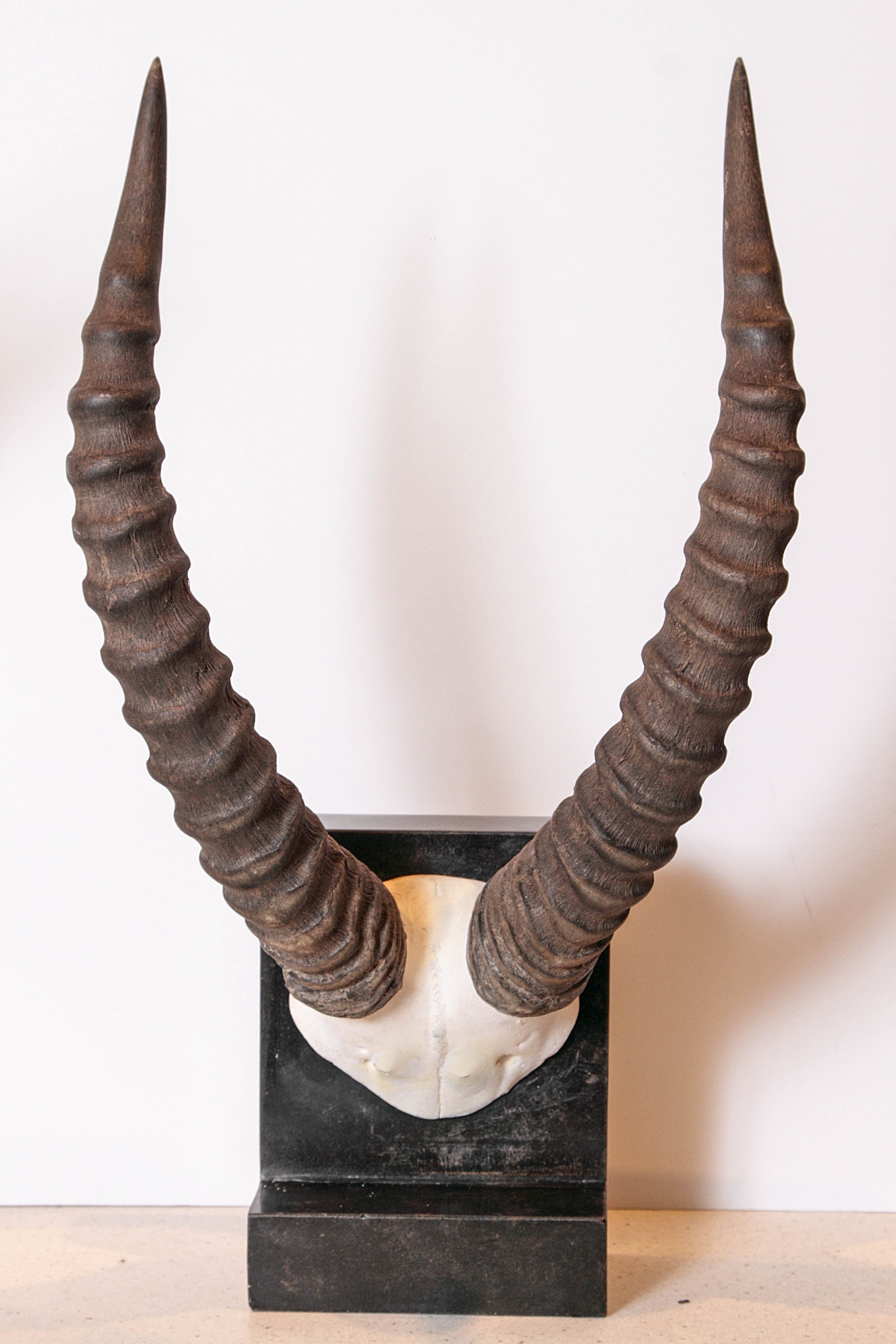 Vintage African Sable Antelope Horns 1